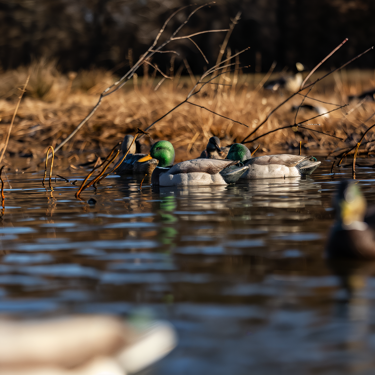 Avian-X Topflight Fusion Mallards 6-Pack -- lifestyle