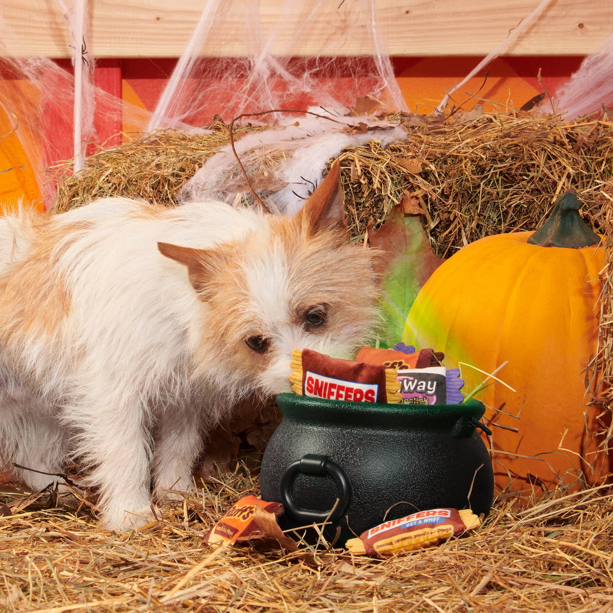 Small dog pulling plush candy bars from a Halloween cauldron