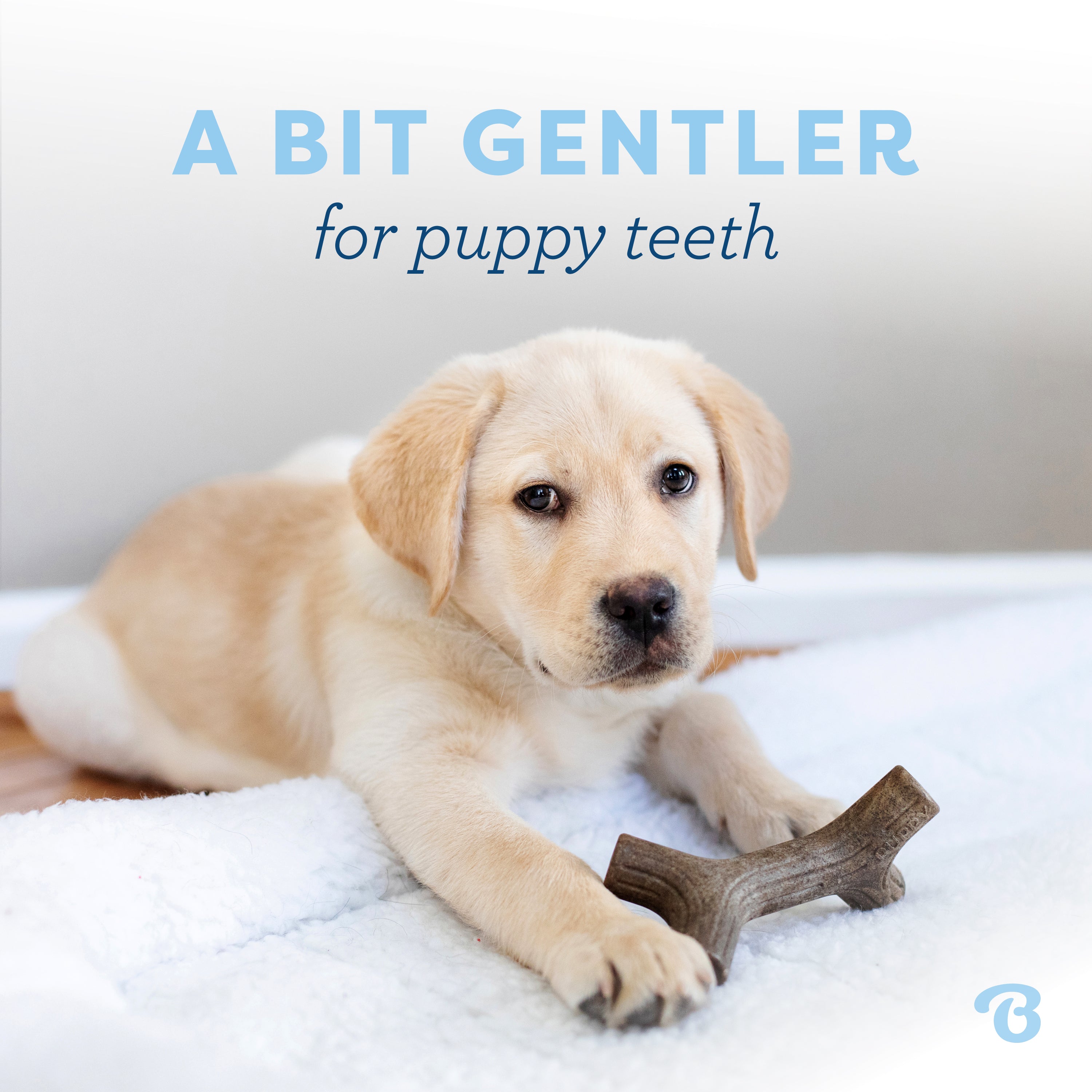 Puppy Maplestick real maple wood flavor