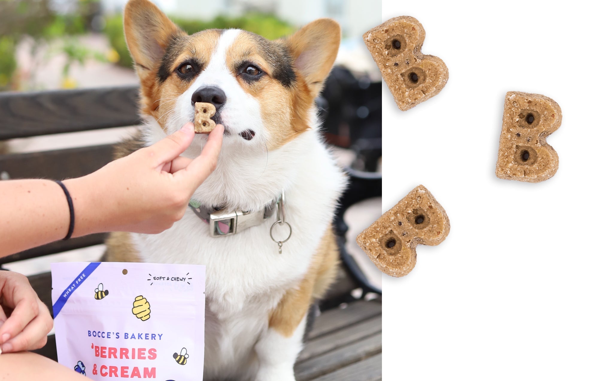 Close-up of the B-shaped Bocce's Bakery Berries & Cream soft and chewy treats beside a corgi taking one from a person's hand on a park bench