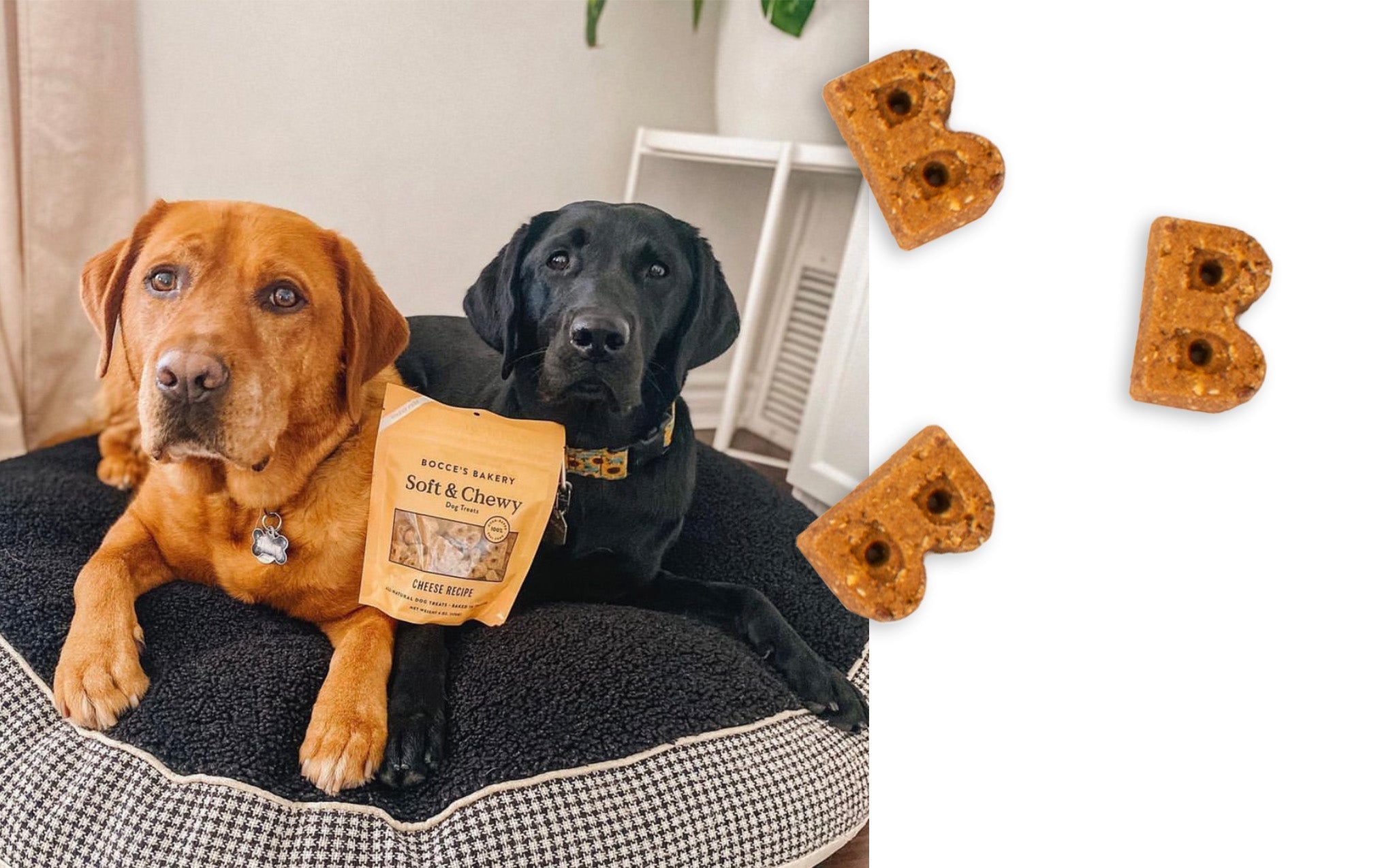 Close-up of the B-shaped Bocce's Bakery cheese soft and chewy treats beside two Labradors resting on a dog bed with the pouch
