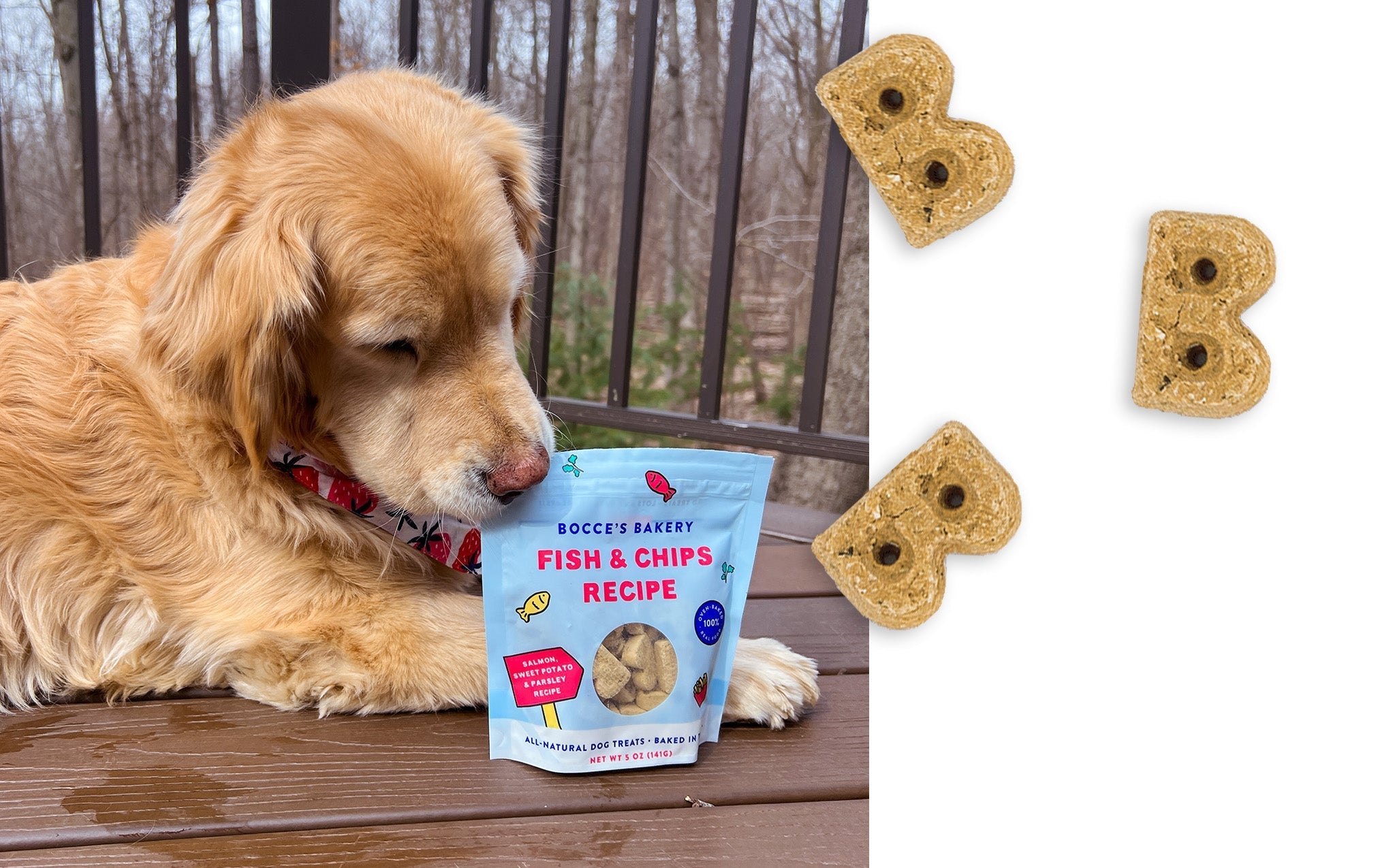 Golden retriever with Bocce's Bakery Fish & Chips pouch beside bone-shaped biscuits