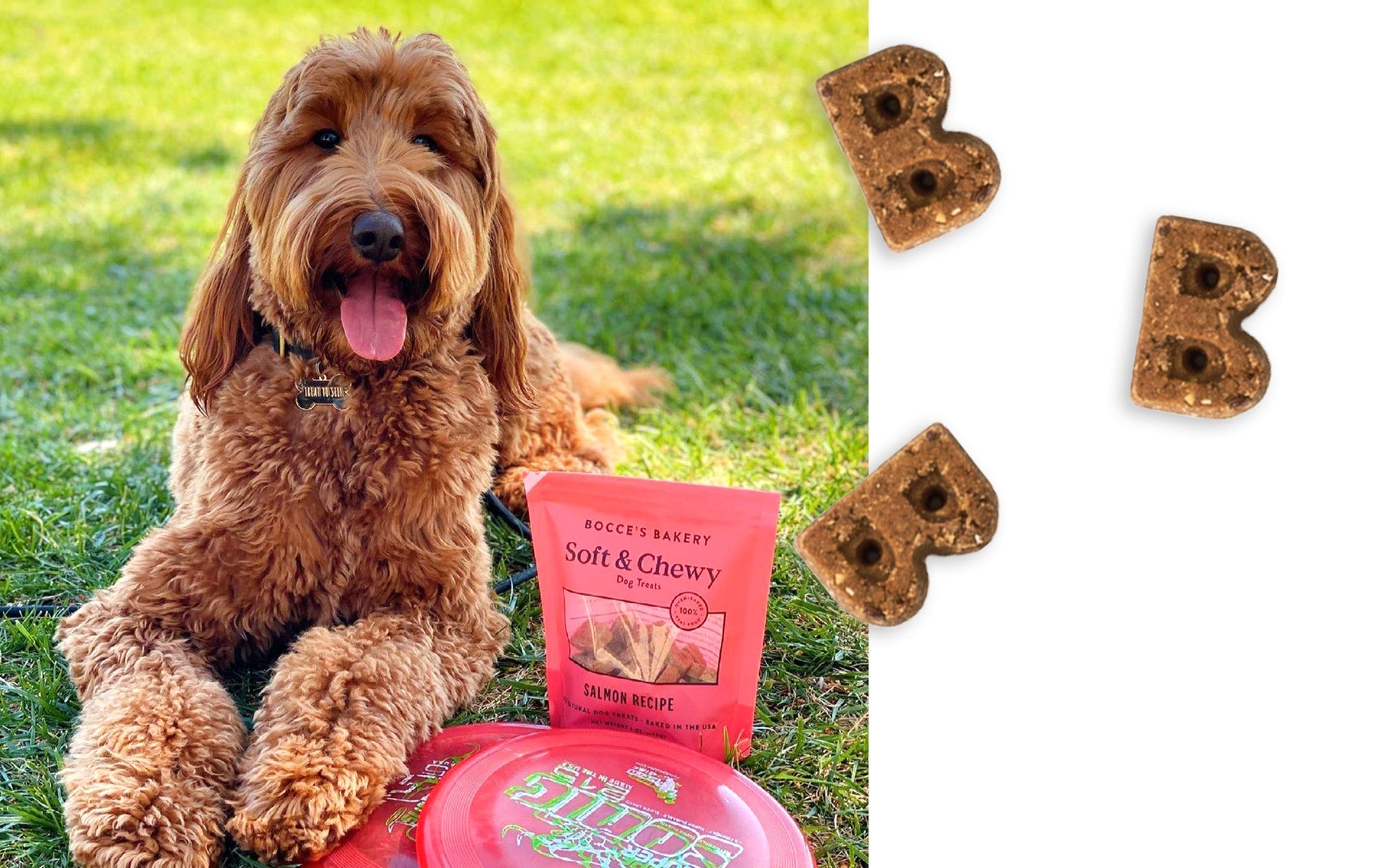 Close-up of the B-shaped Bocce's Bakery salmon soft and chewy treats beside a golden doodle lying in the grass with the pouch and a frisbee
