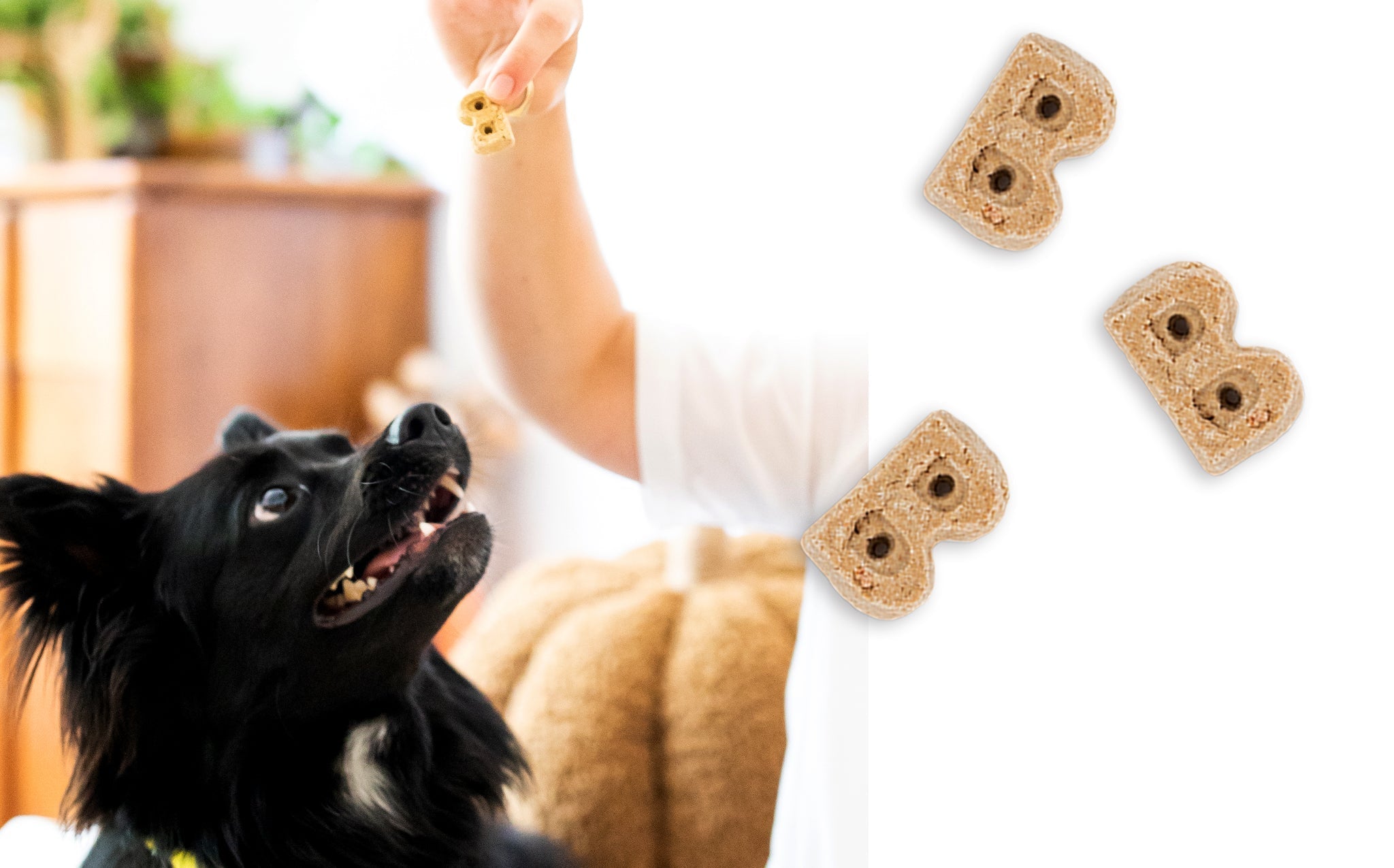 Close-up of the B-shaped Bocce's Bakery Say Moo biscuits beside a black dog looking up as a person offers a treat