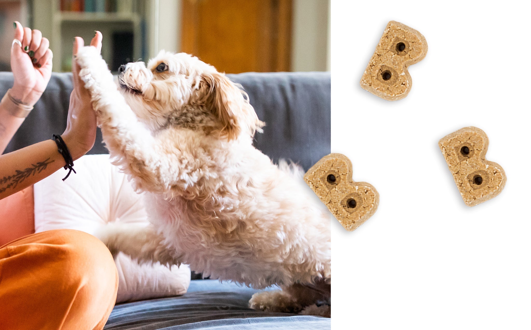 Close-up of the B-shaped Bocce's Bakery Sunday Roast biscuits beside a small curly-coated dog giving a high five on a couch
