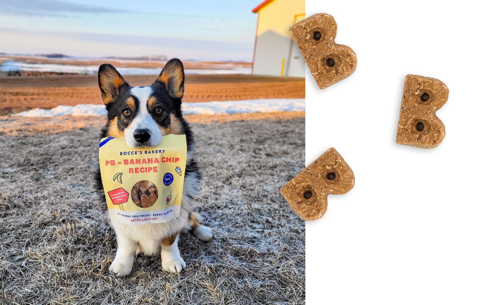 Corgi holding a PB-Banana Chip bag beside a close-up of the B-shaped soft and chewy treats
