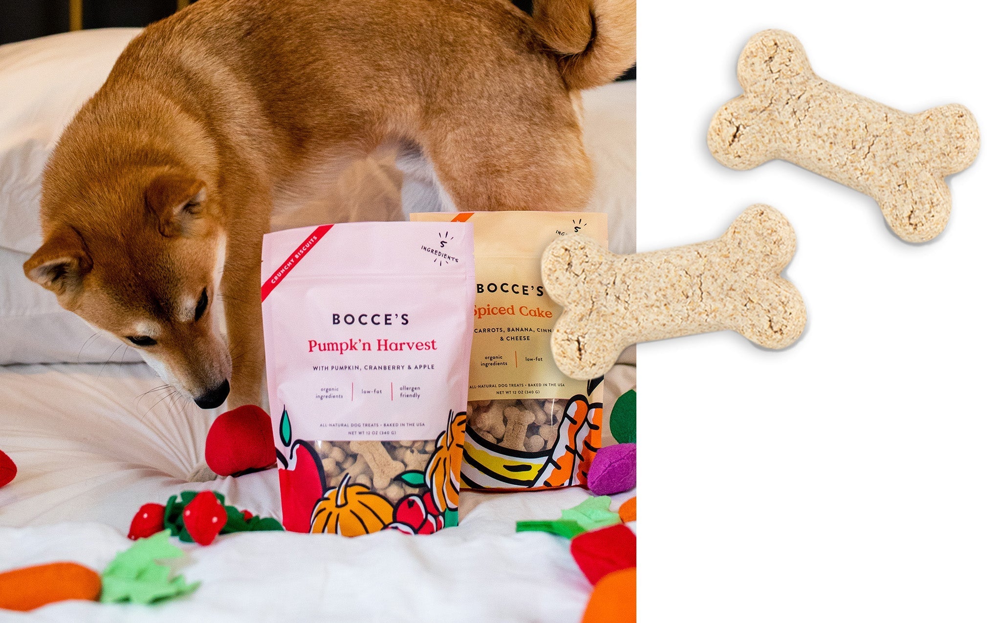 Shiba Inu sniffing a bag of Bocce's Pumpk'n Harvest biscuits beside a close-up of the bone-shaped cookies