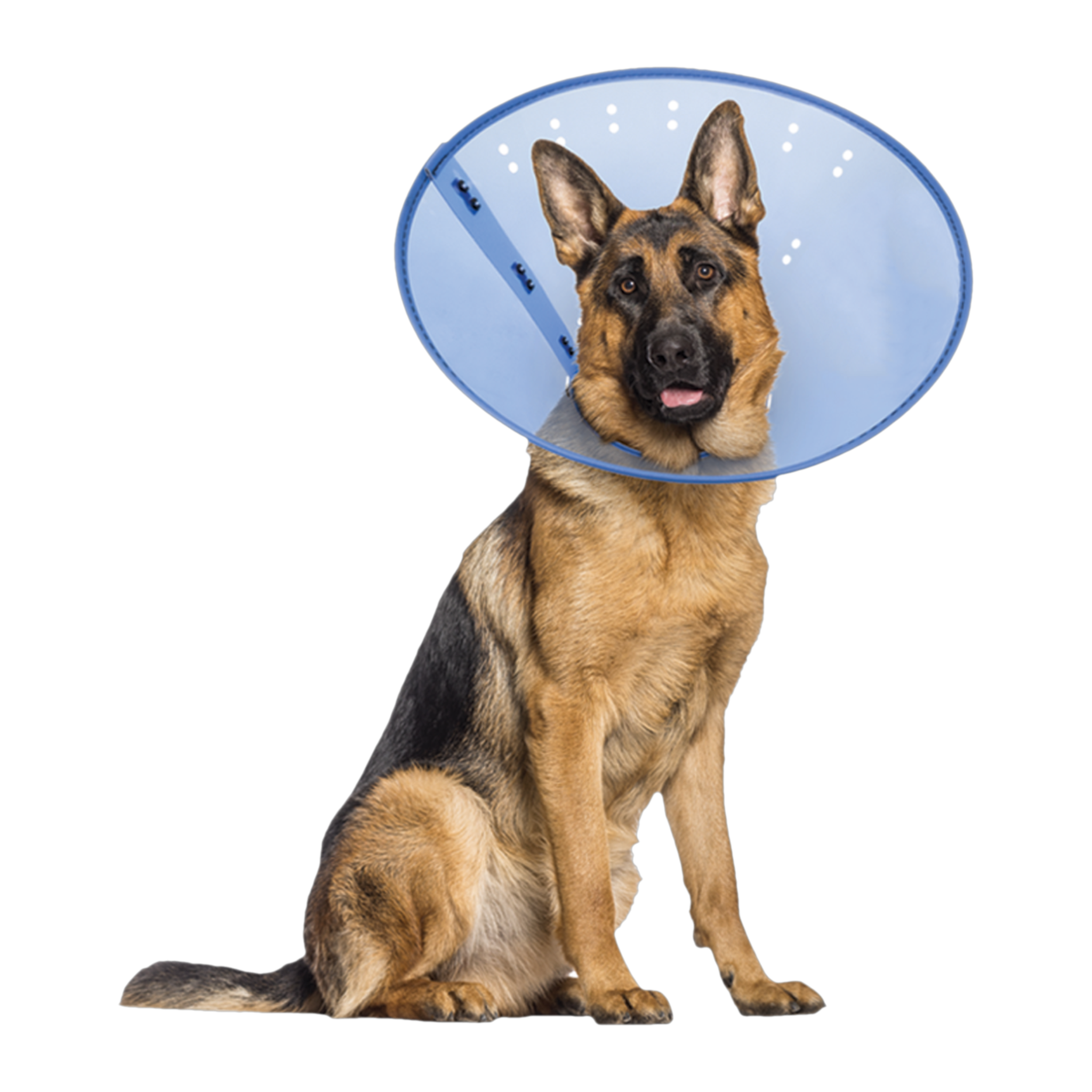 Calm Paws Calming E-Collar for Dogs