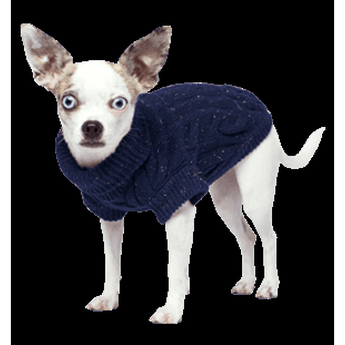 Canada Pooch Cambridge Cableknit Dog Sweater -- lifestyle