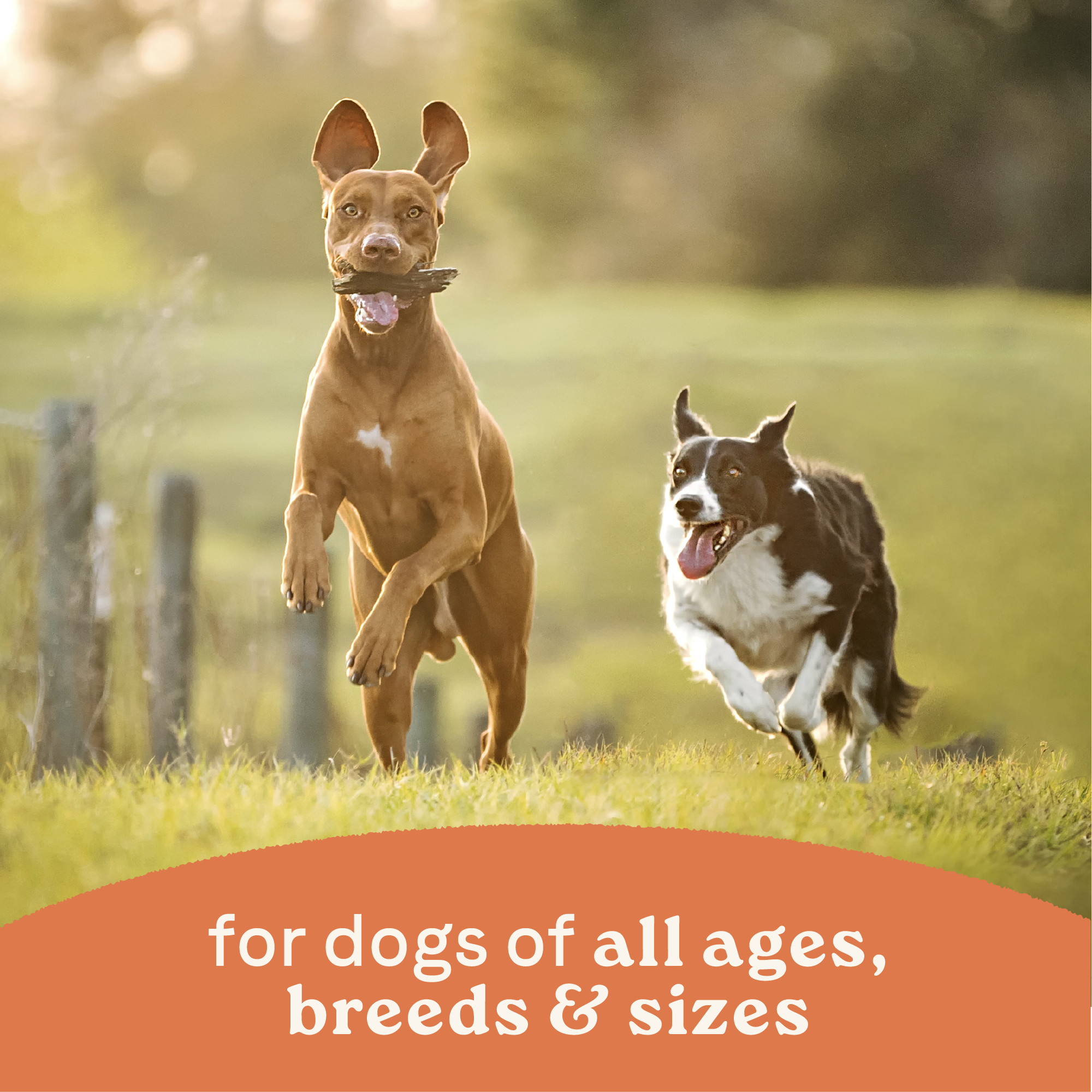 Two dogs running outdoors, Canidae All Life Stages wet food for dogs of all ages, breeds and sizes