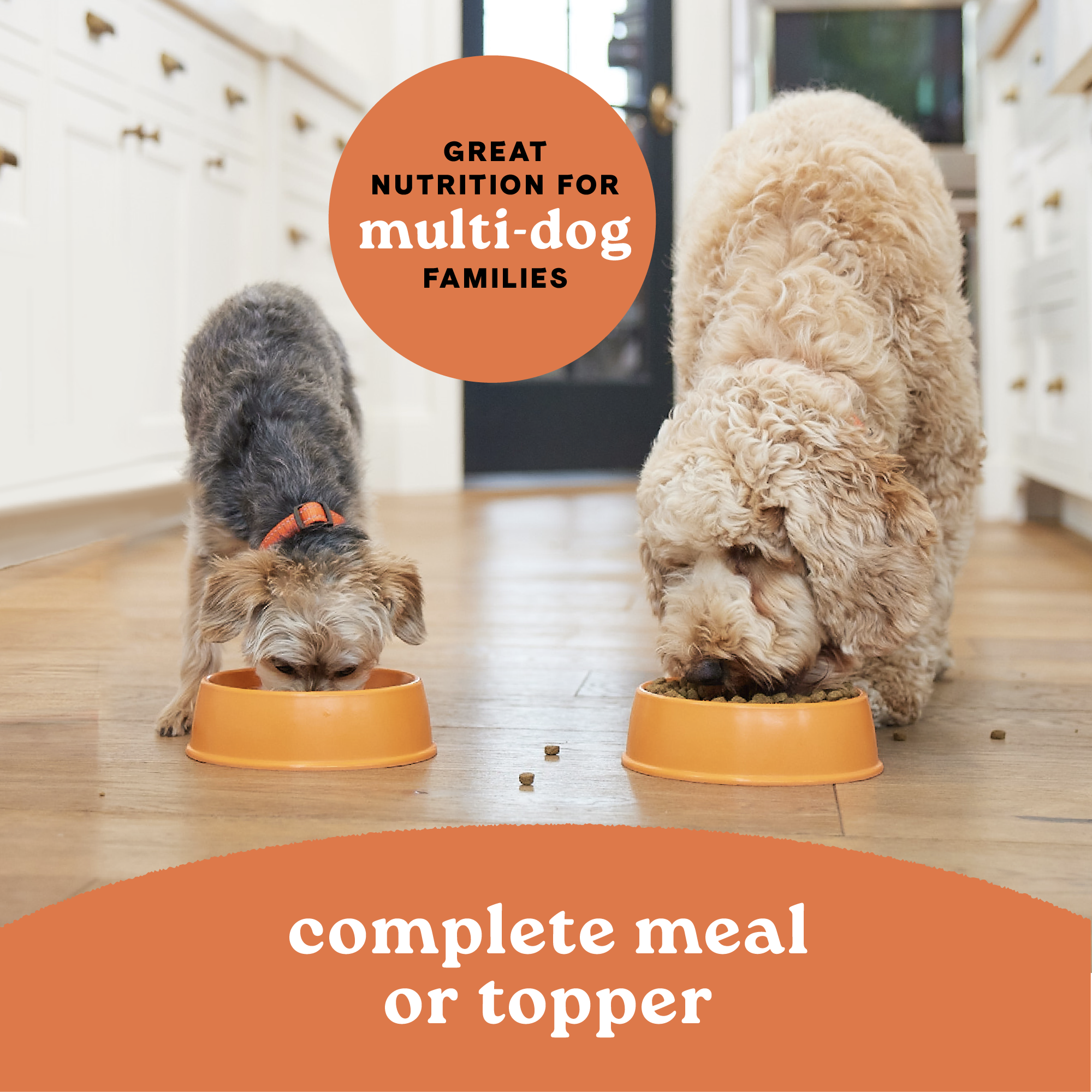 Two dogs eating Canidae All Life Stages wet food as a complete meal or topper for multi-dog families