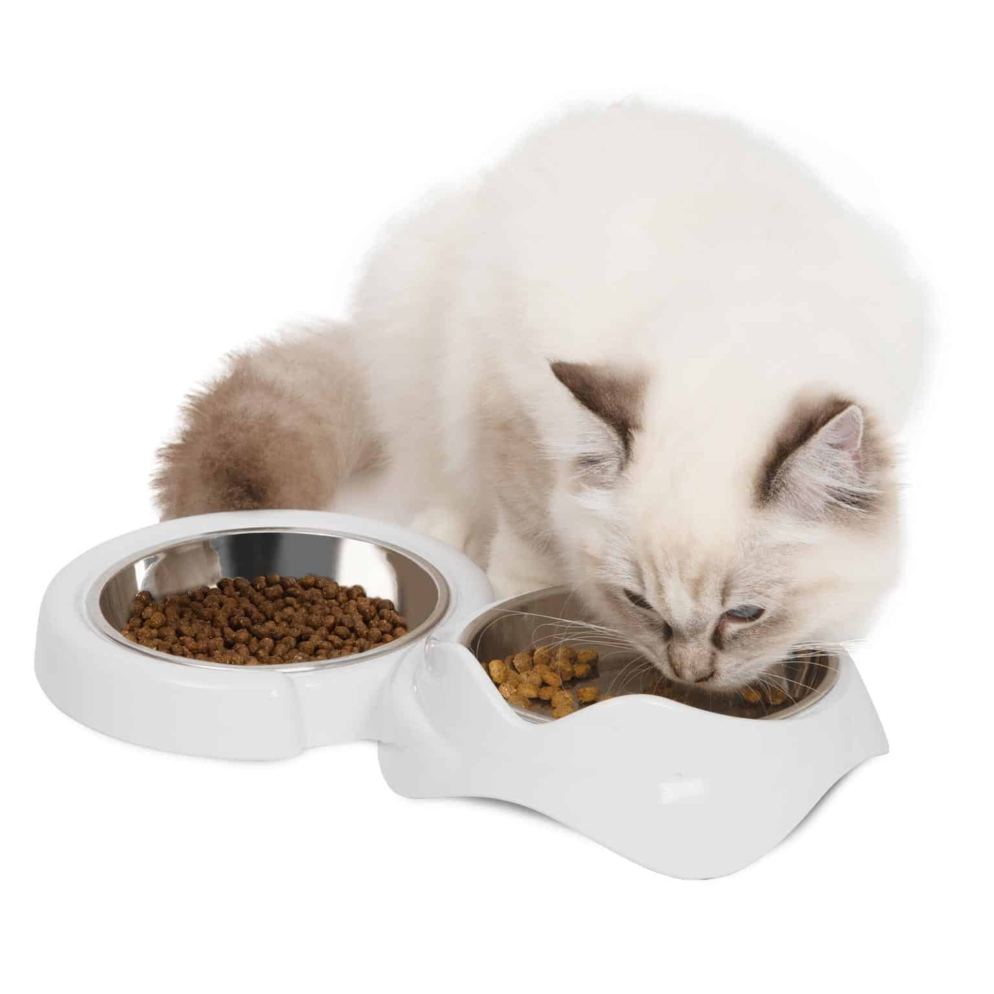 Cat eating kibble from Catit PIXI feeding dishes