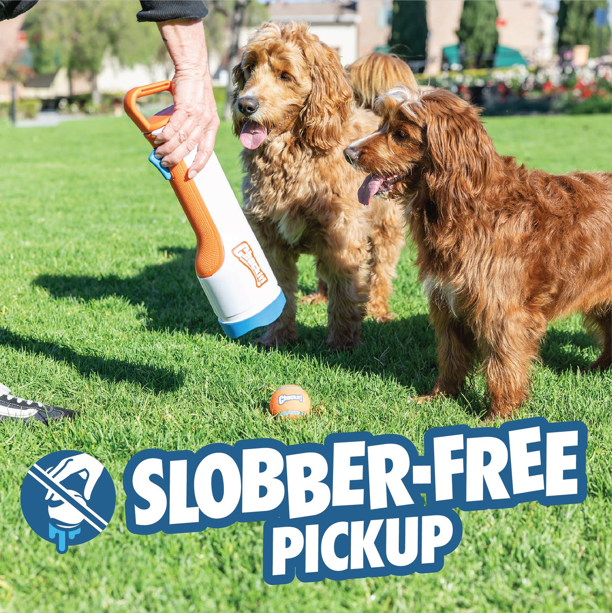 Slobber-free pickup: Chuckit! Cannon scooping a tennis ball off the grass