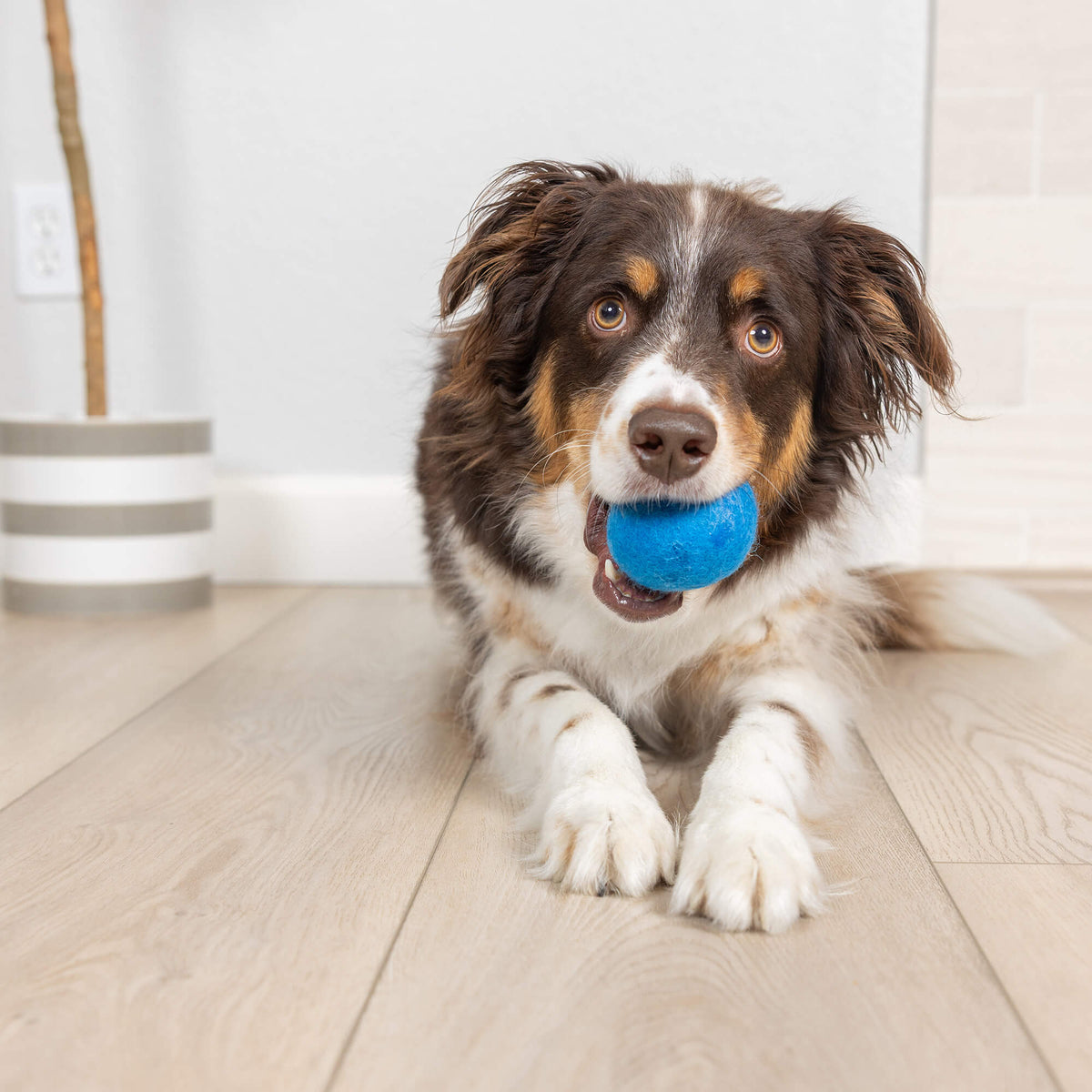 Dog lying on wood floor with medium Chuckit Wool-ee Ball