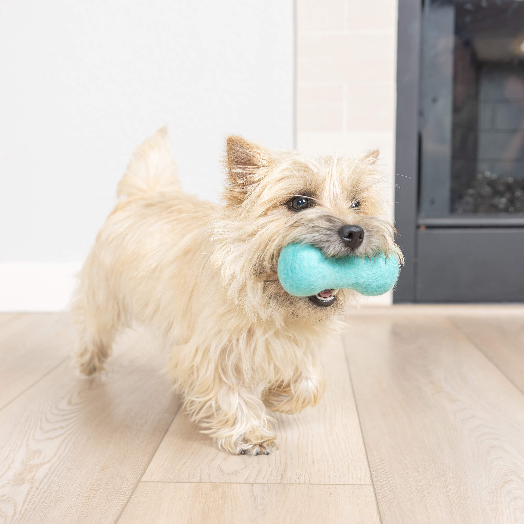 Small fluffy dog carrying blue Chuckit Wool-ee Bone indoors