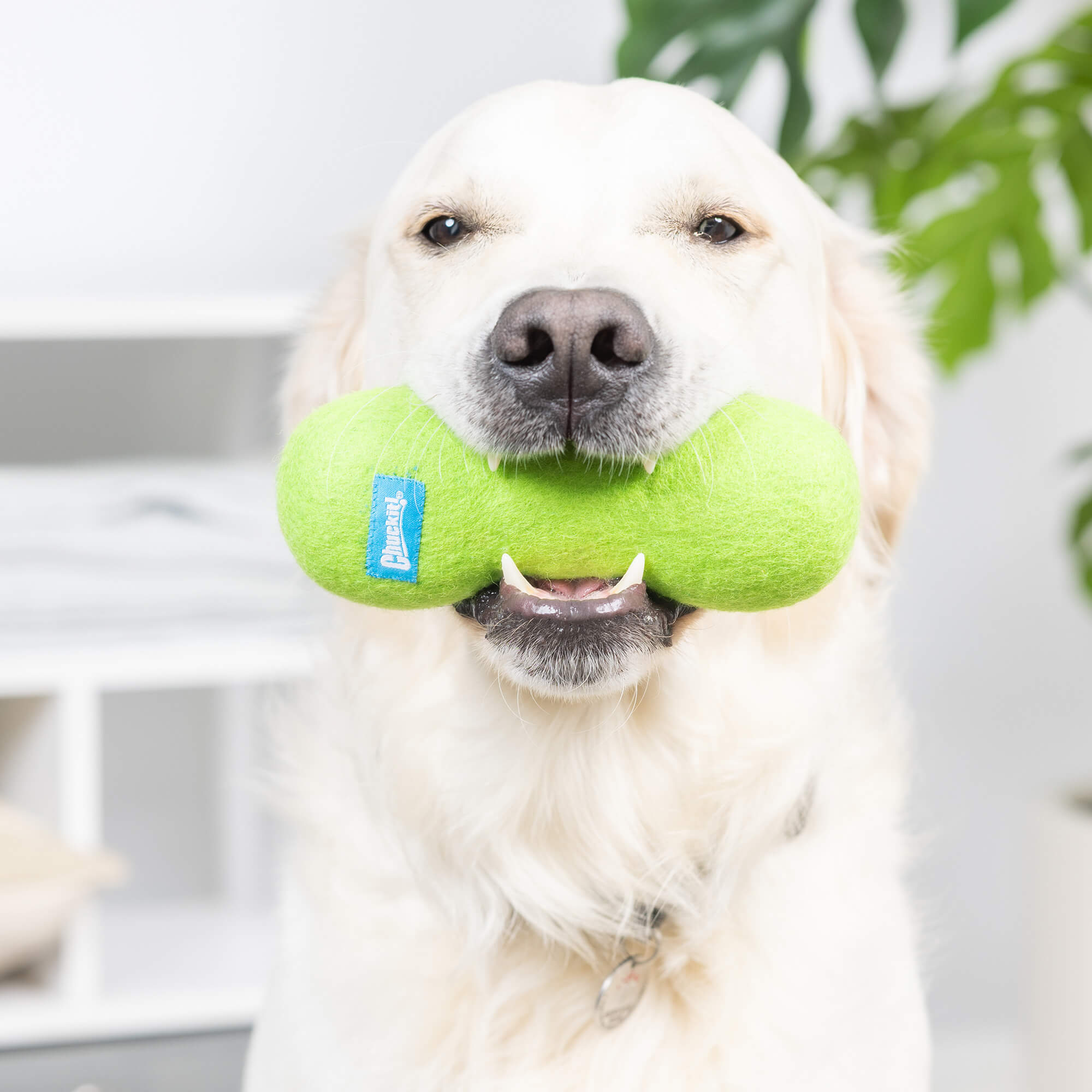 Golden retriever holding green Chuckit Wool-ee Bone