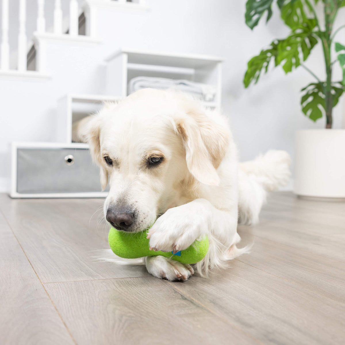Golden retriever lying on floor with green Chuckit Wool-ee Bone
