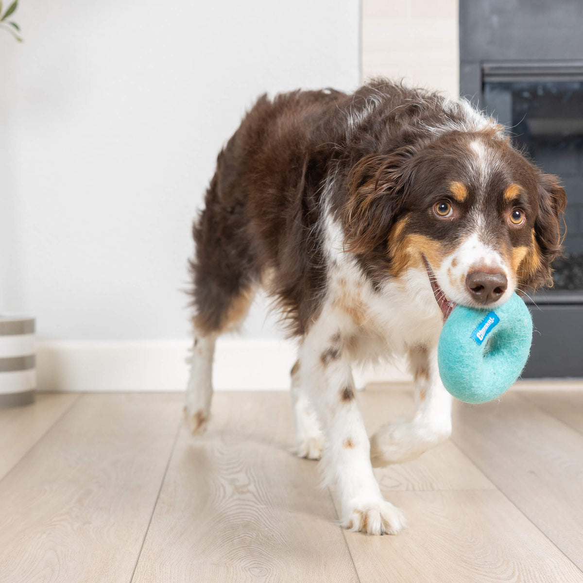 Blue-eyed dog walking with blue Chuckit Wool-ee Ring