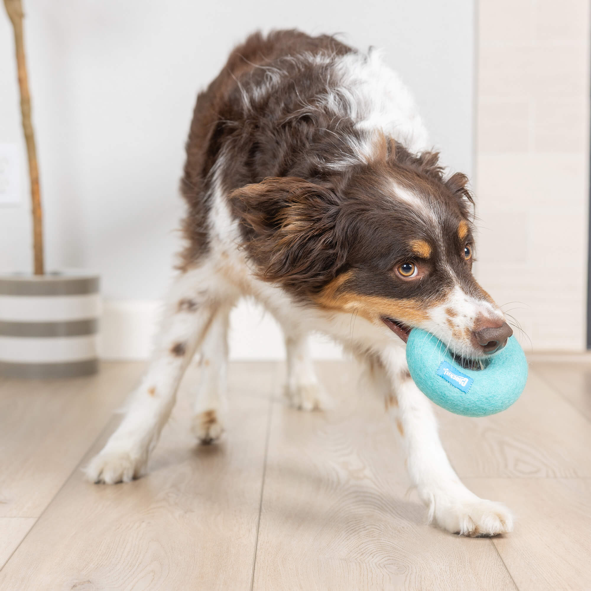 Brown and white dog playing with blue Chuckit Wool-ee Ring