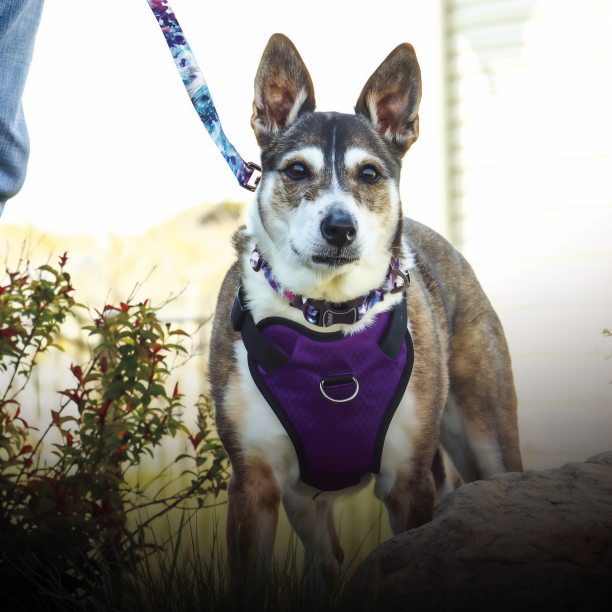 Coastal Pet Inspire Adjustable Fashion Dog Collar Rainy Day Floral Extra Small -- lifestyle