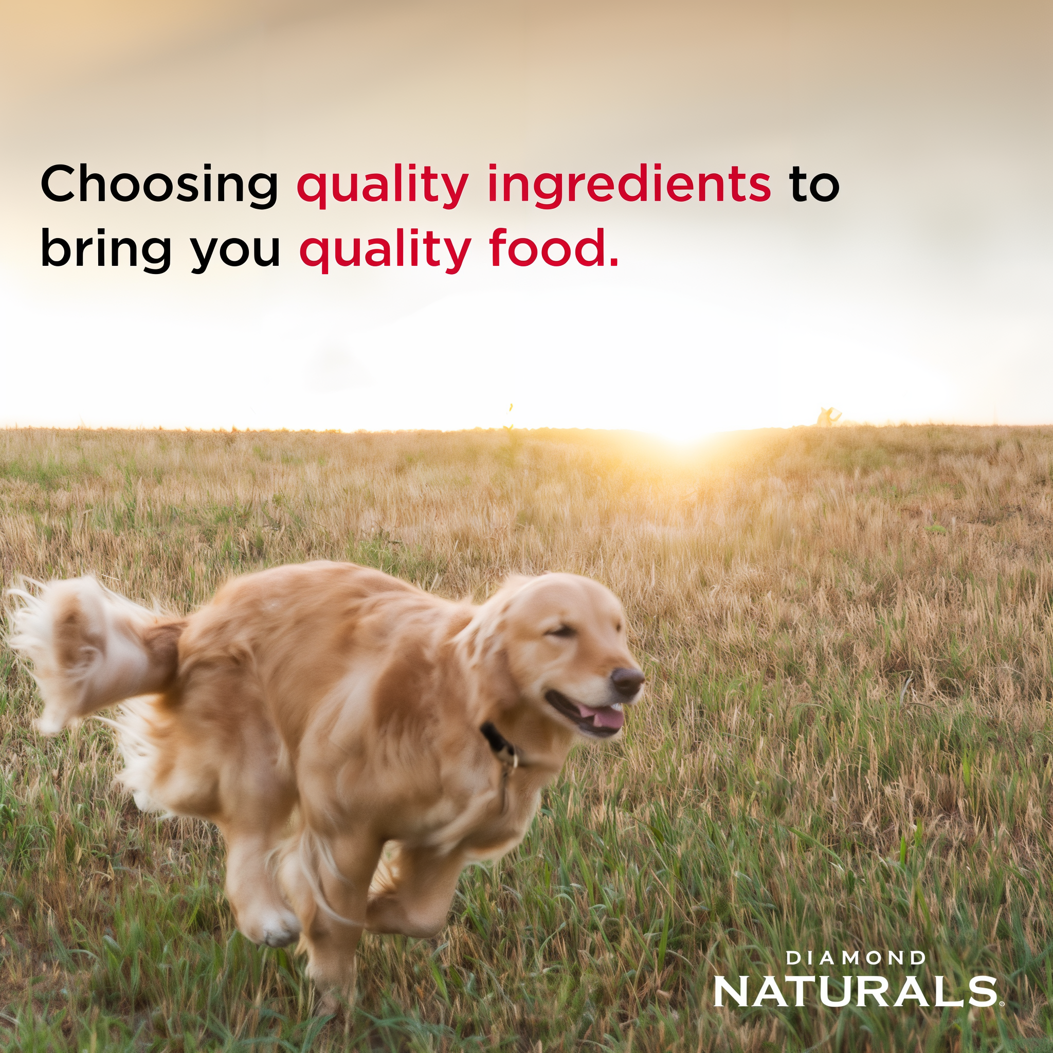A golden retriever running through a field — choosing quality ingredients to bring you quality food