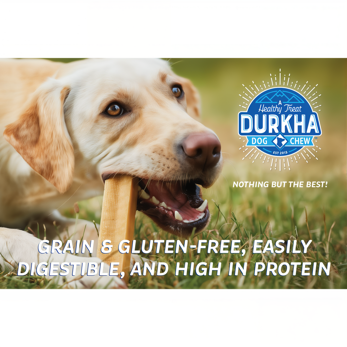 Durkha Yak Cheese Chews -- yellow labrador chewing a durkha yak cheese chew on the grass