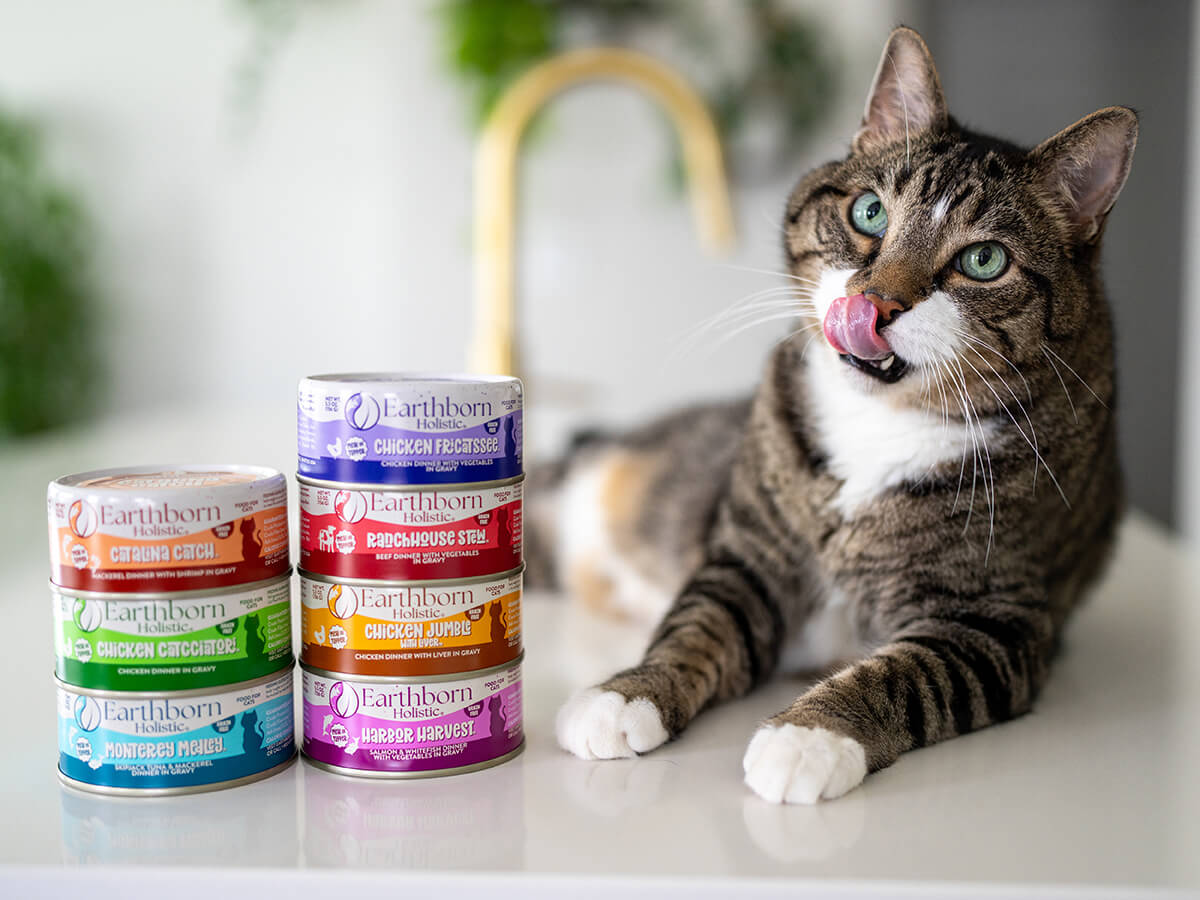 A cat licking its lips beside a stack of Earthborn Holistic wet cat food cans including Chicken Fricatssee