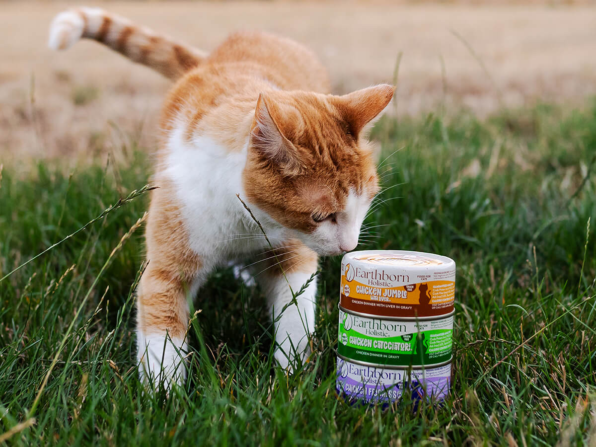 A cat beside a stack of Earthborn Holistic wet cat food cans including Chicken Jumble with Liver outdoors