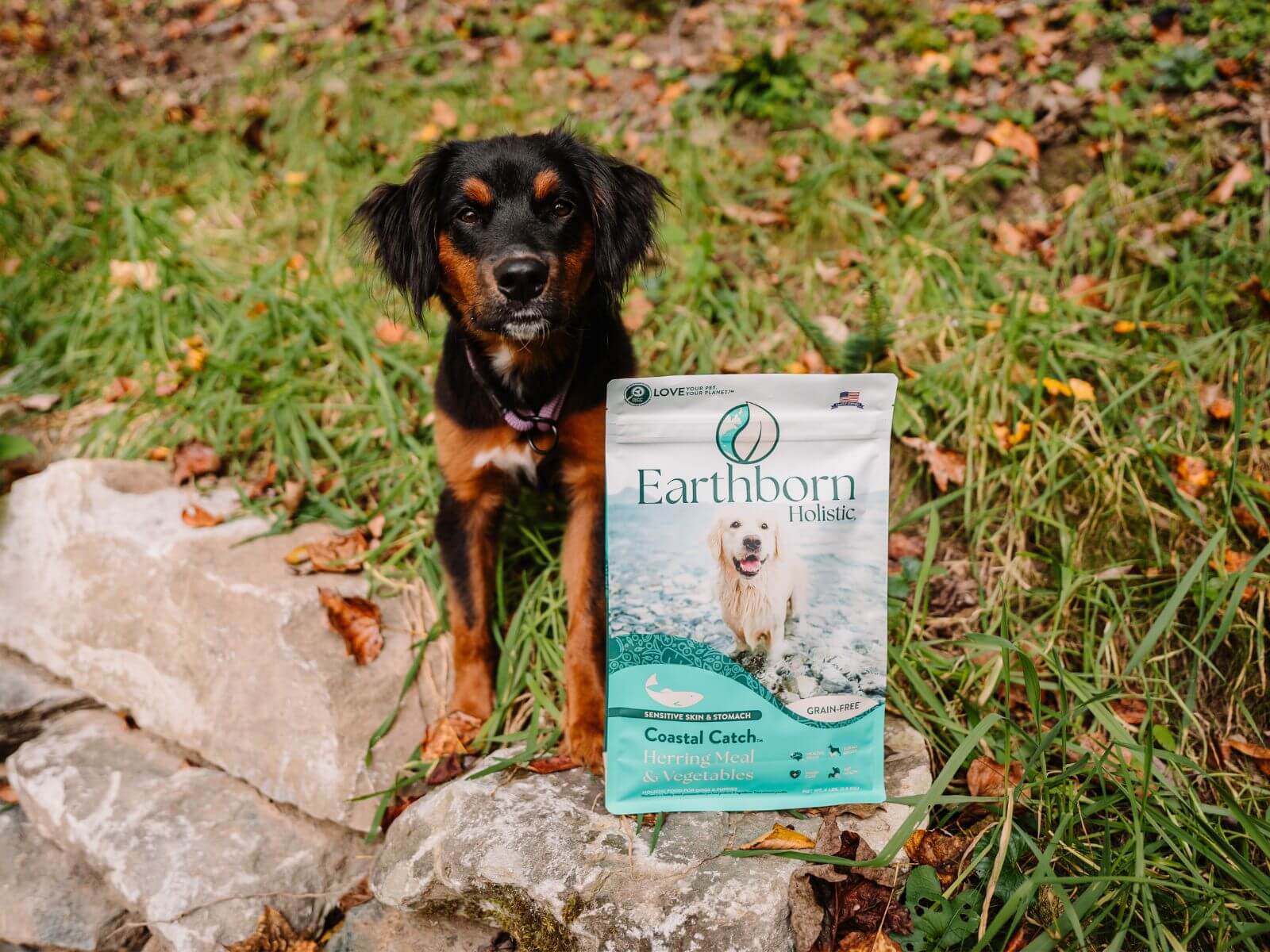 Puppy sitting on a rock beside a bag of Earthborn Holistic Coastal Catch