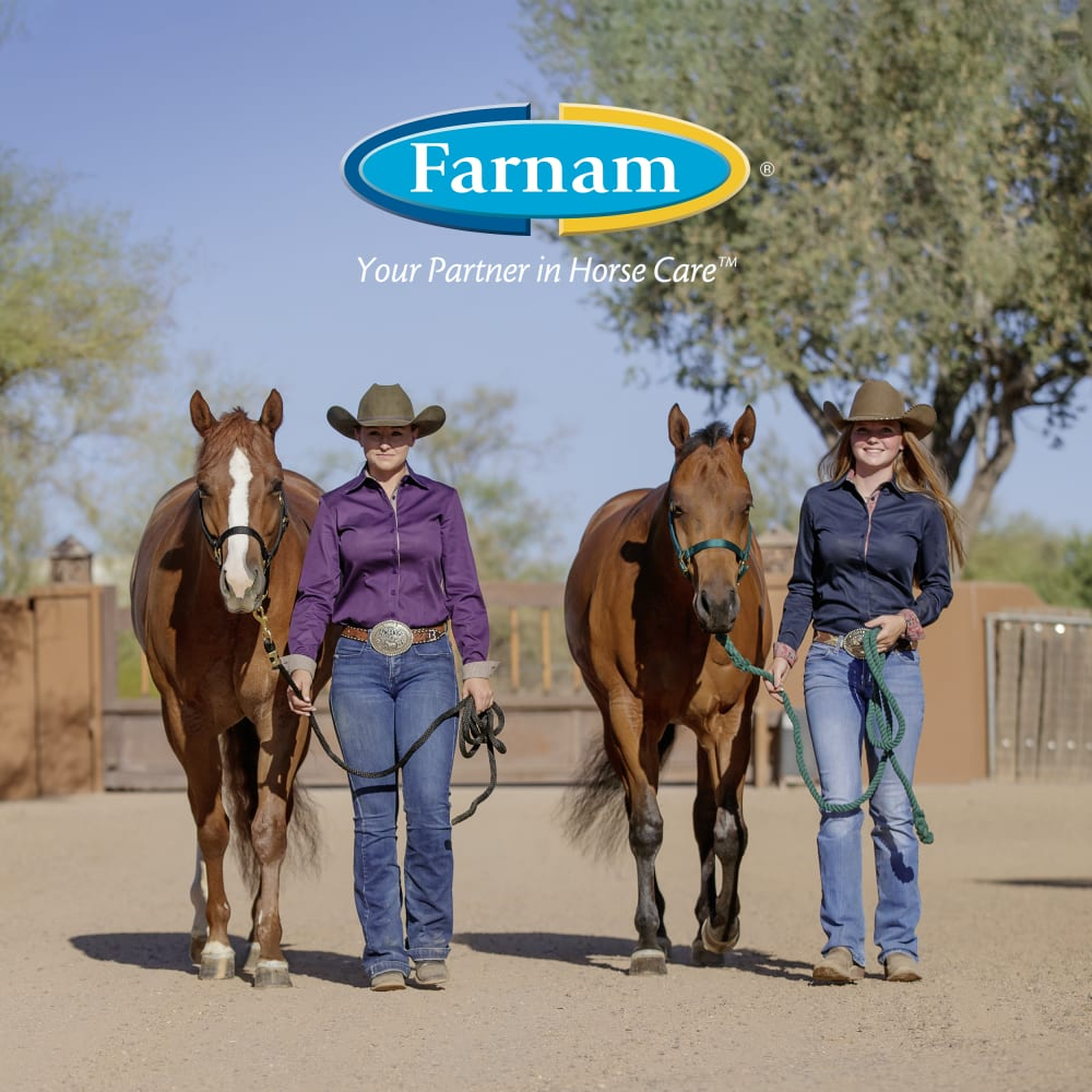 Farnam Apple Elite Electrolyte Powder being used on a horse (2)