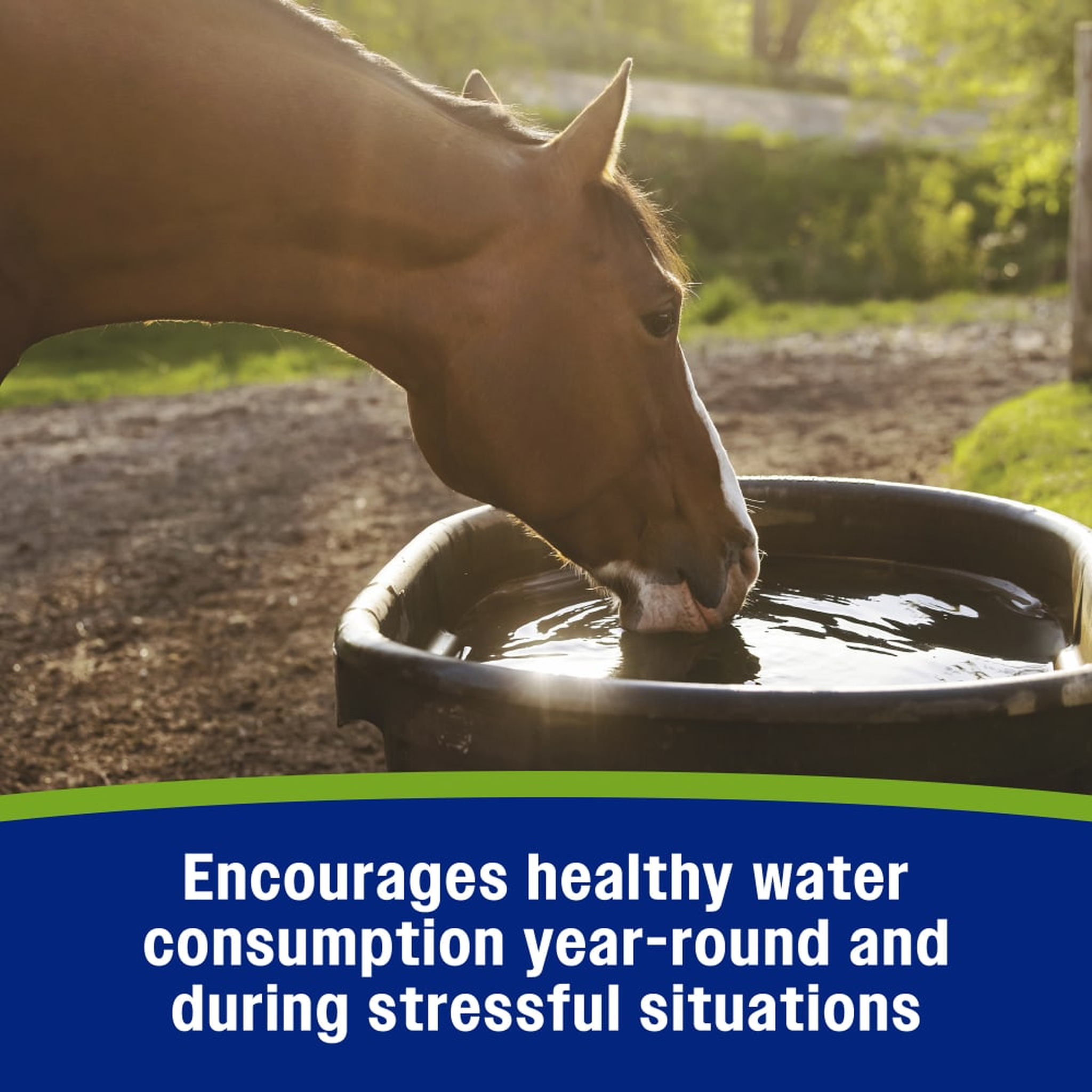 Farnam Apple Elite Electrolyte Powder - Encourages healthy water consumption year round and during stressful situations