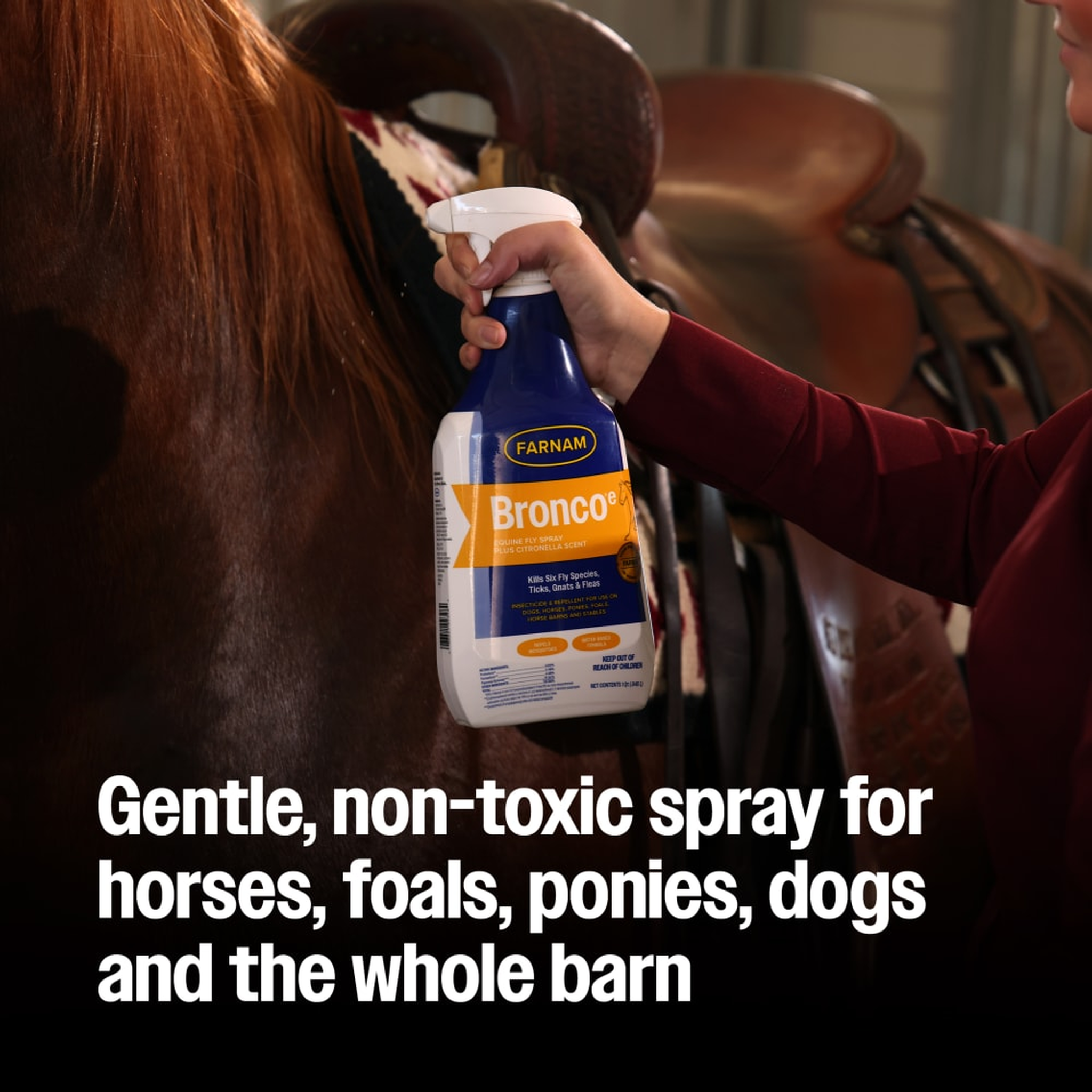 Person spraying Bronco e on a saddled horse in a barn