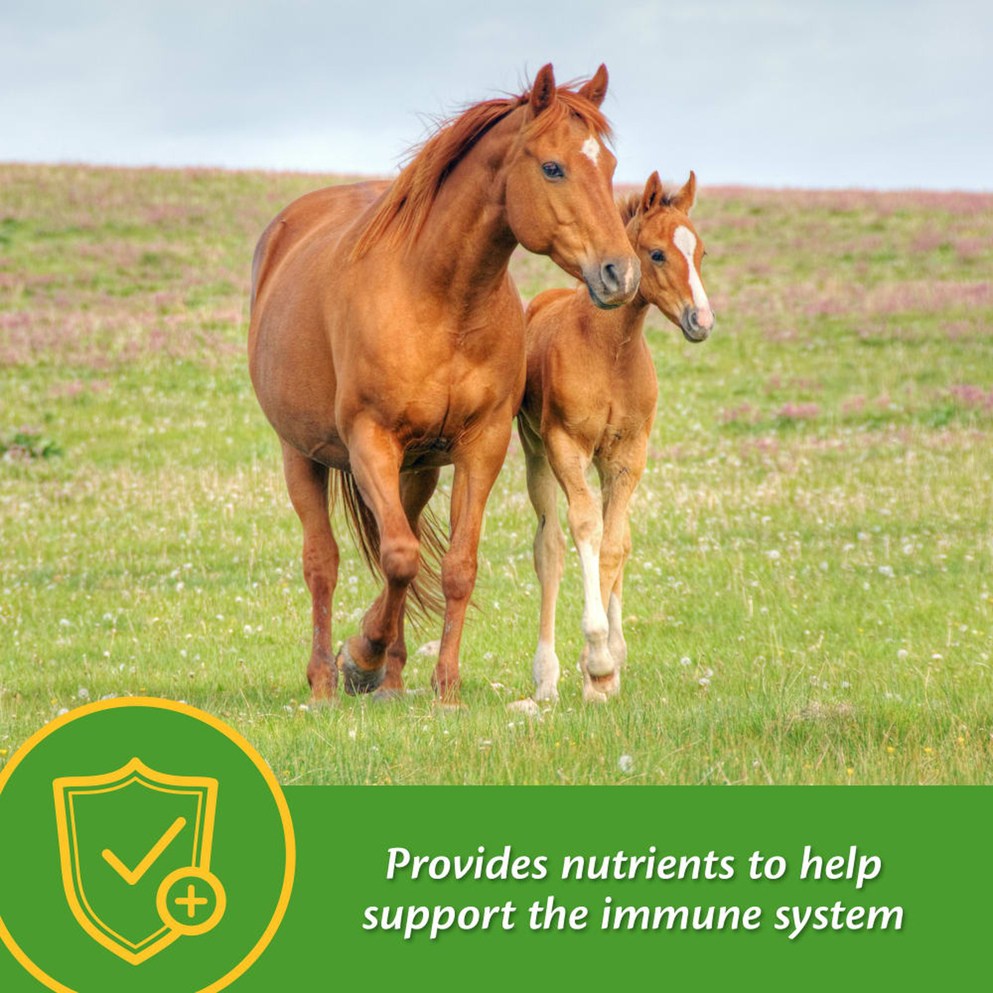 Farnam Grow Colt Growth & Development Supplement (3)