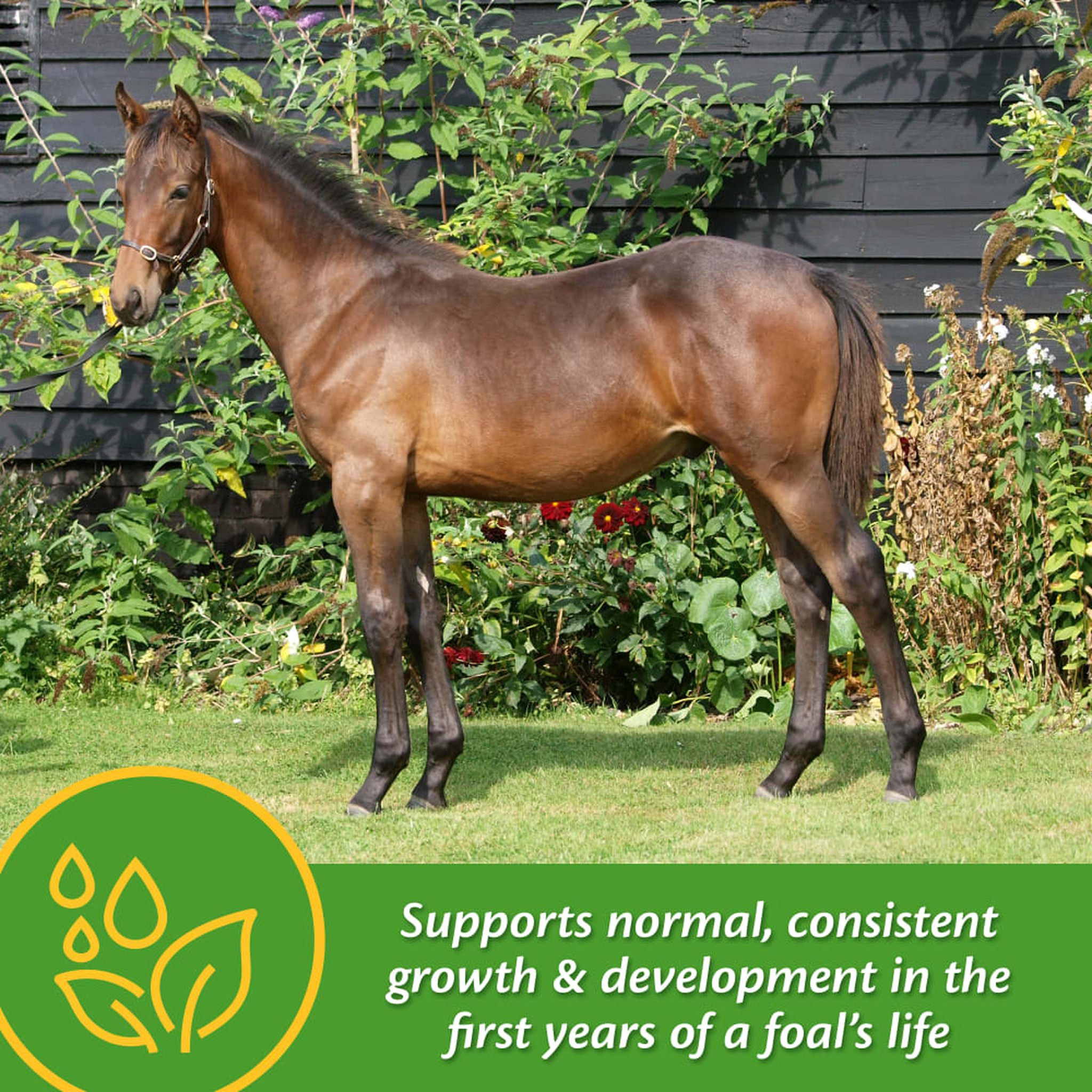 Farnam Grow Colt Growth & Development Supplement