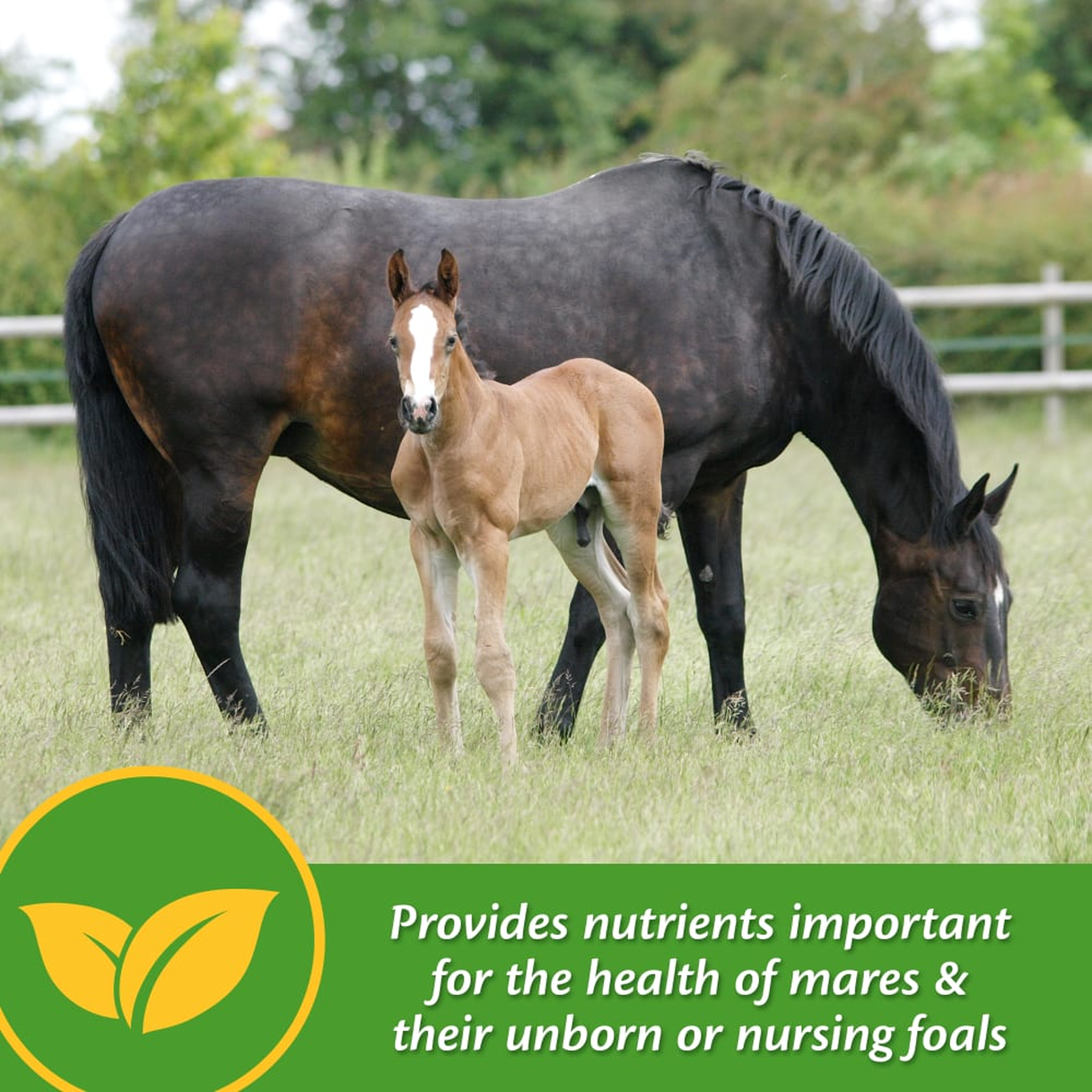 Farnam Mare Plus Gestation & Lactation Supplement (3)
