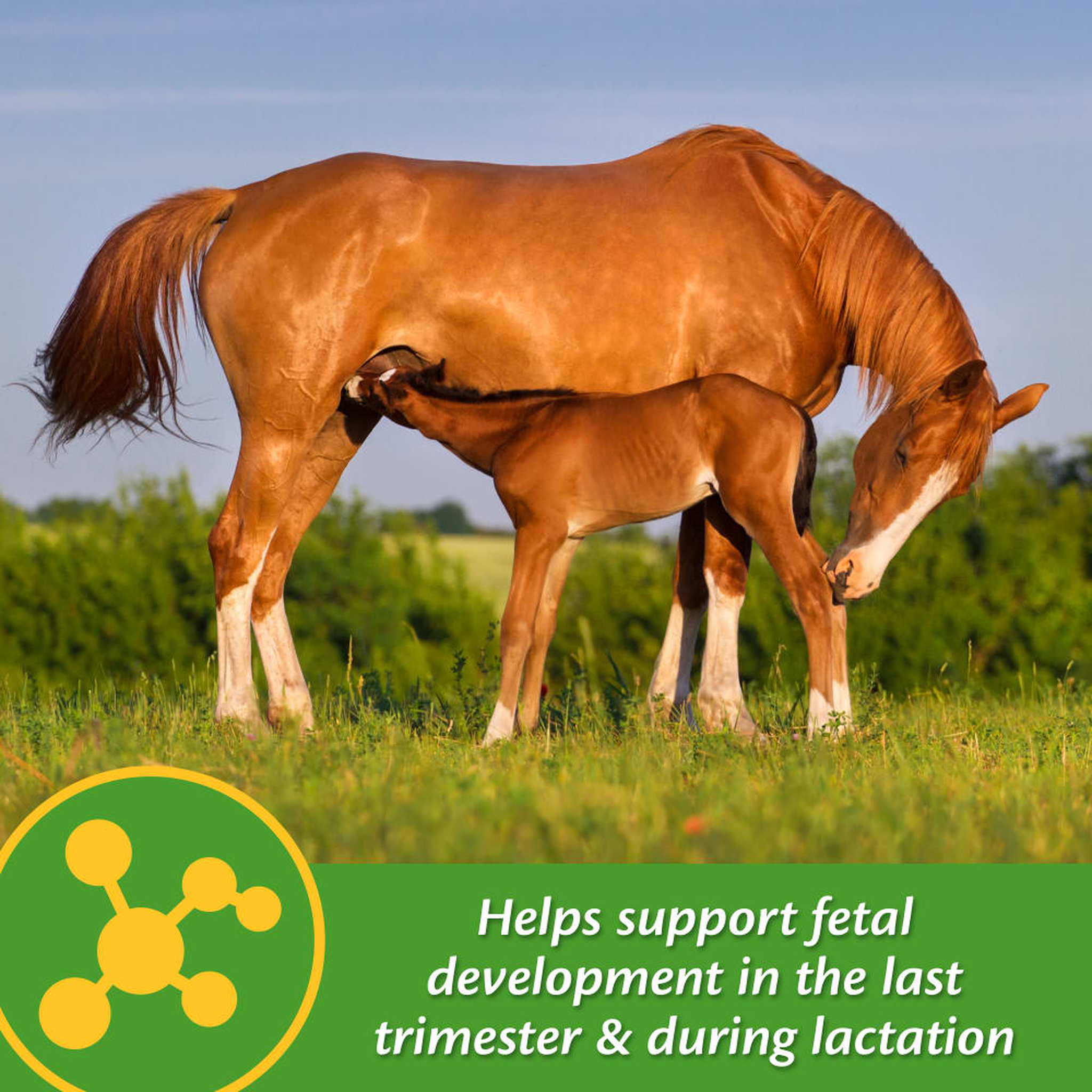 Farnam Mare Plus Gestation & Lactation Supplement (4)