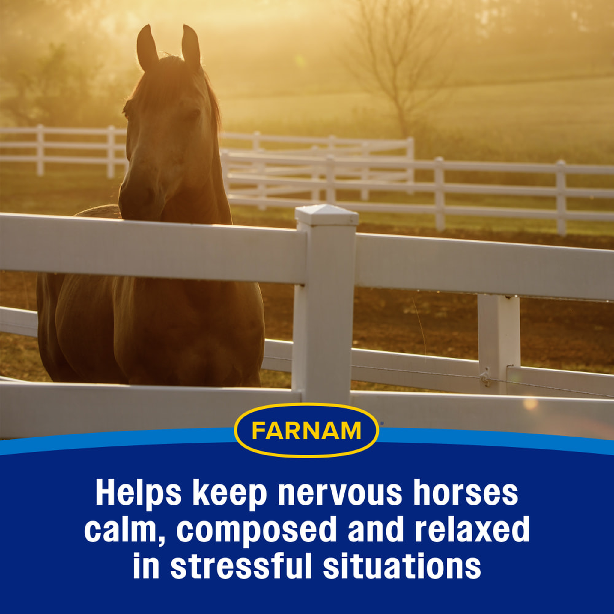 Farnam Quietex II Focusing & Calming Paste - Helps keep nervous horses calm, composed & relaxed