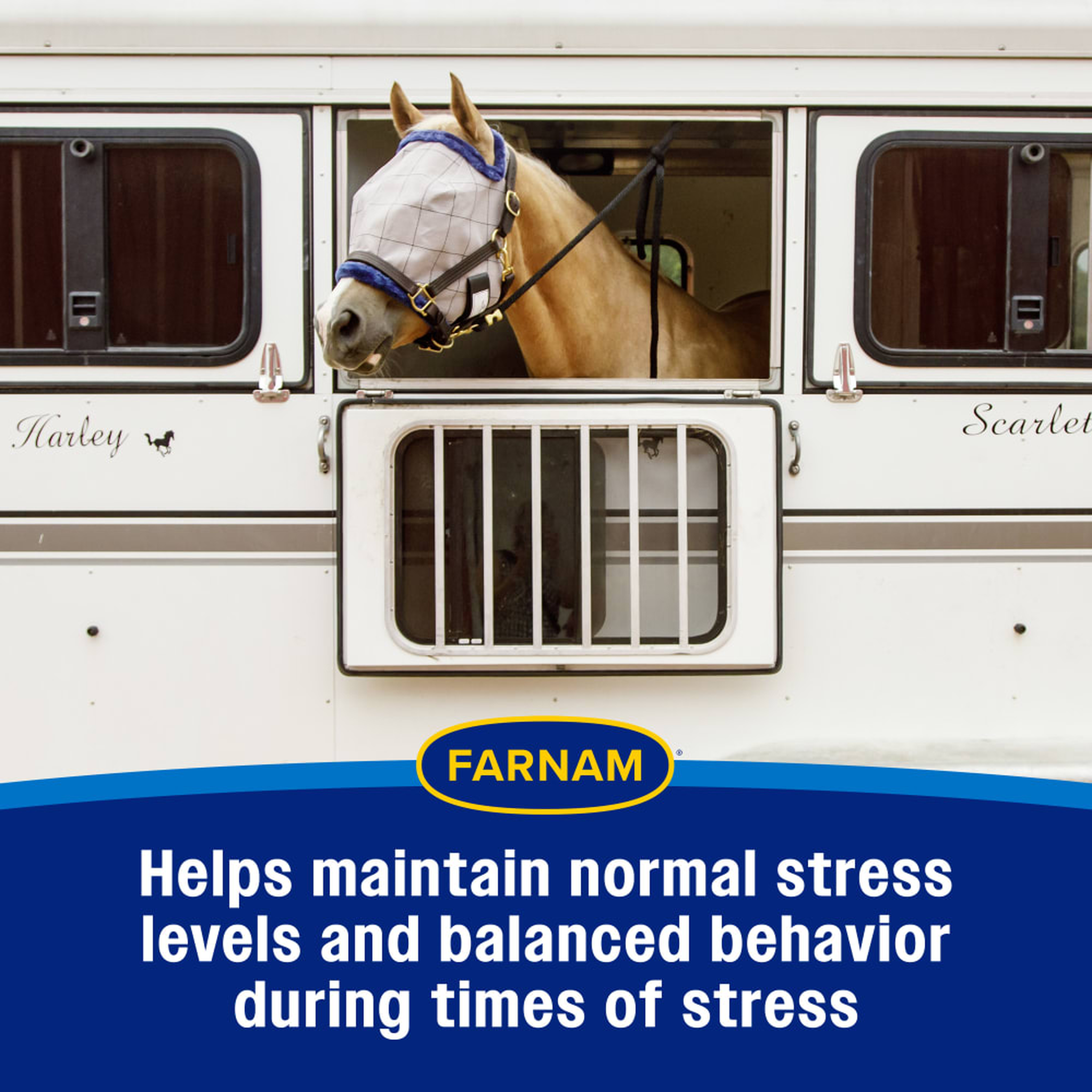 Farnam Quietex Show Paste - Helps maintain normal stress levels during times of stress