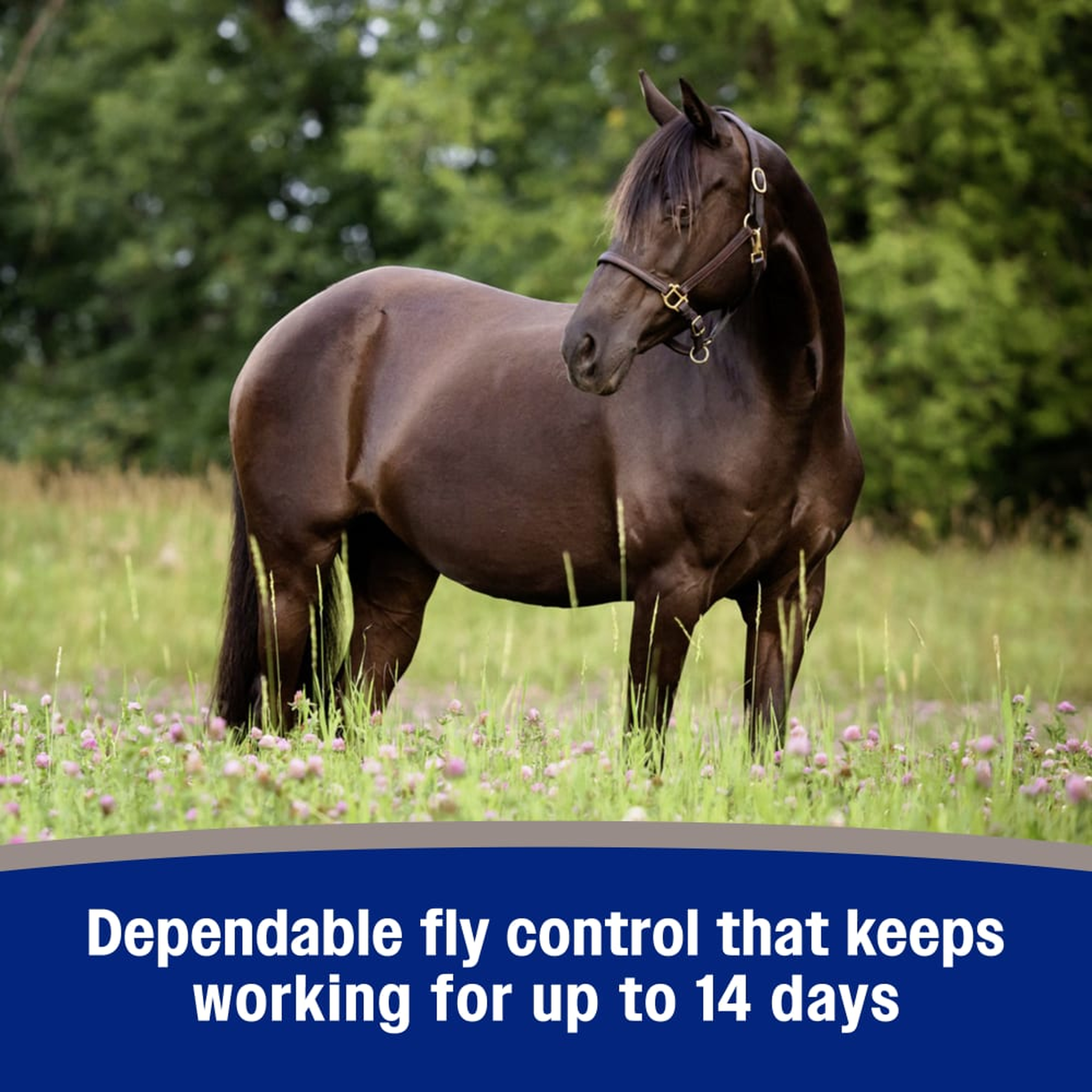 Dark horse standing in a summer pasture - dependable fly control that keeps working up to 14 days