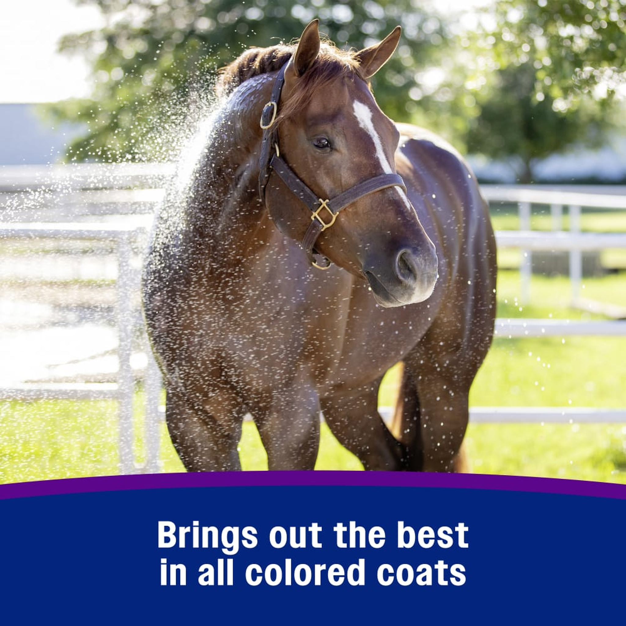 Farnam Vetrolin White 'N Brite Shampoo - Brings out the best in all colored coats
