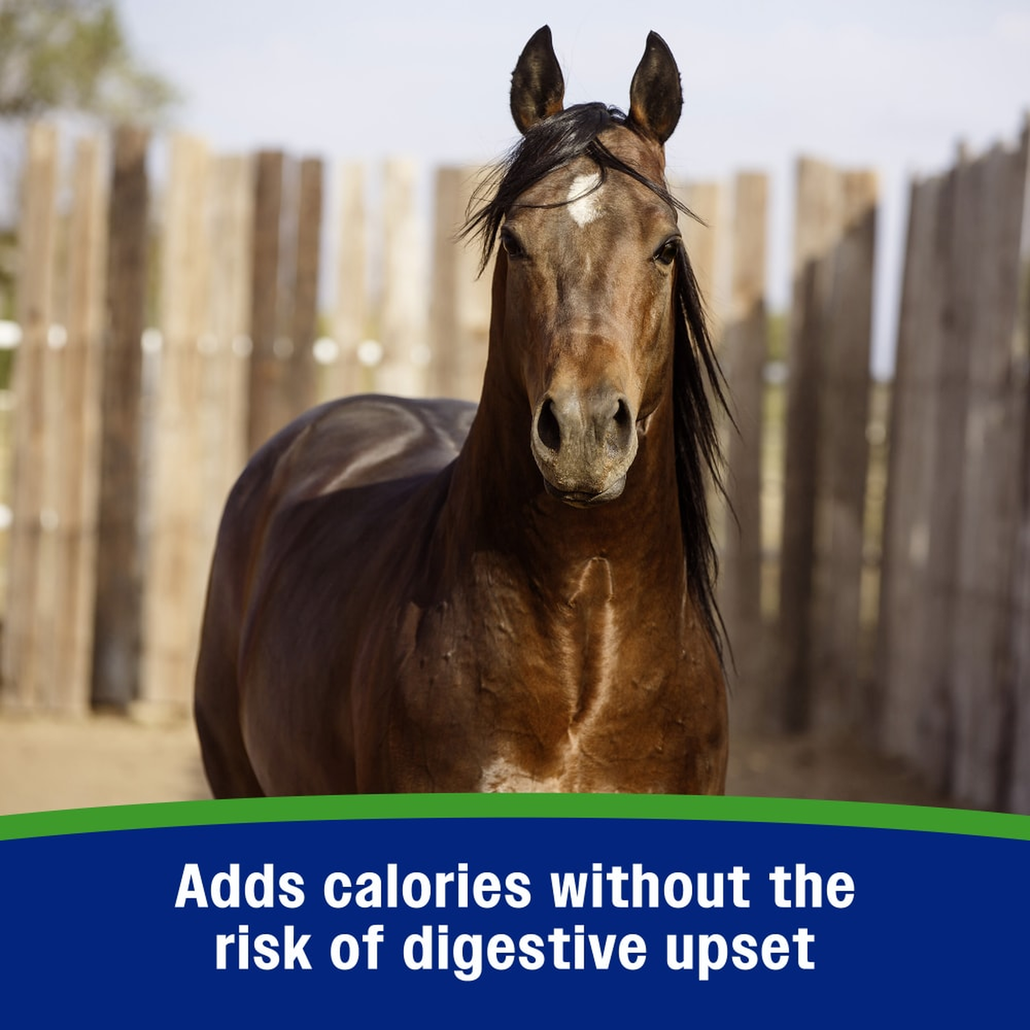 Farnam Weight Builder Equine Weight Supplement - Adds calories without the risk of digestive upset