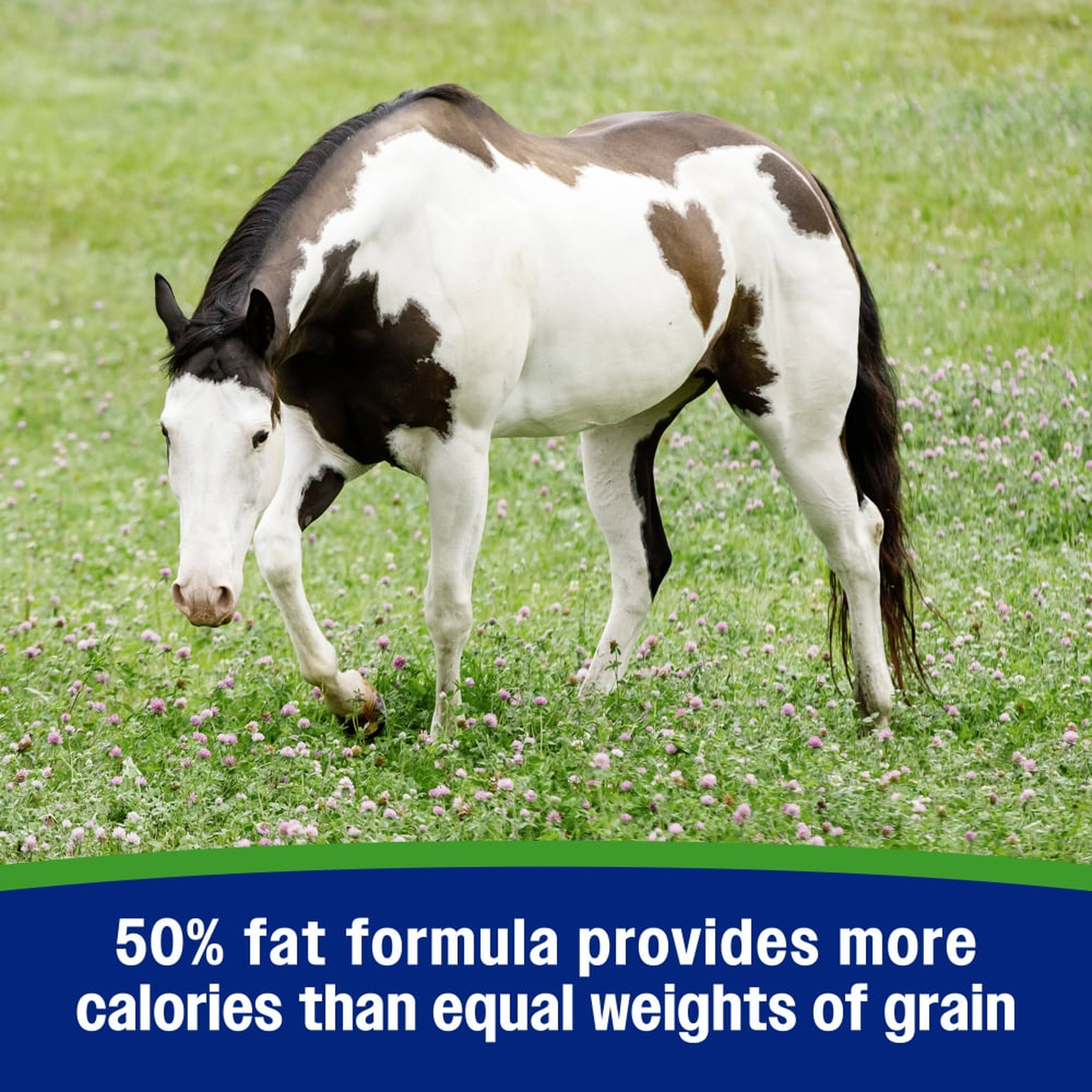 50% fat formula provides more calories than equal weights of grain