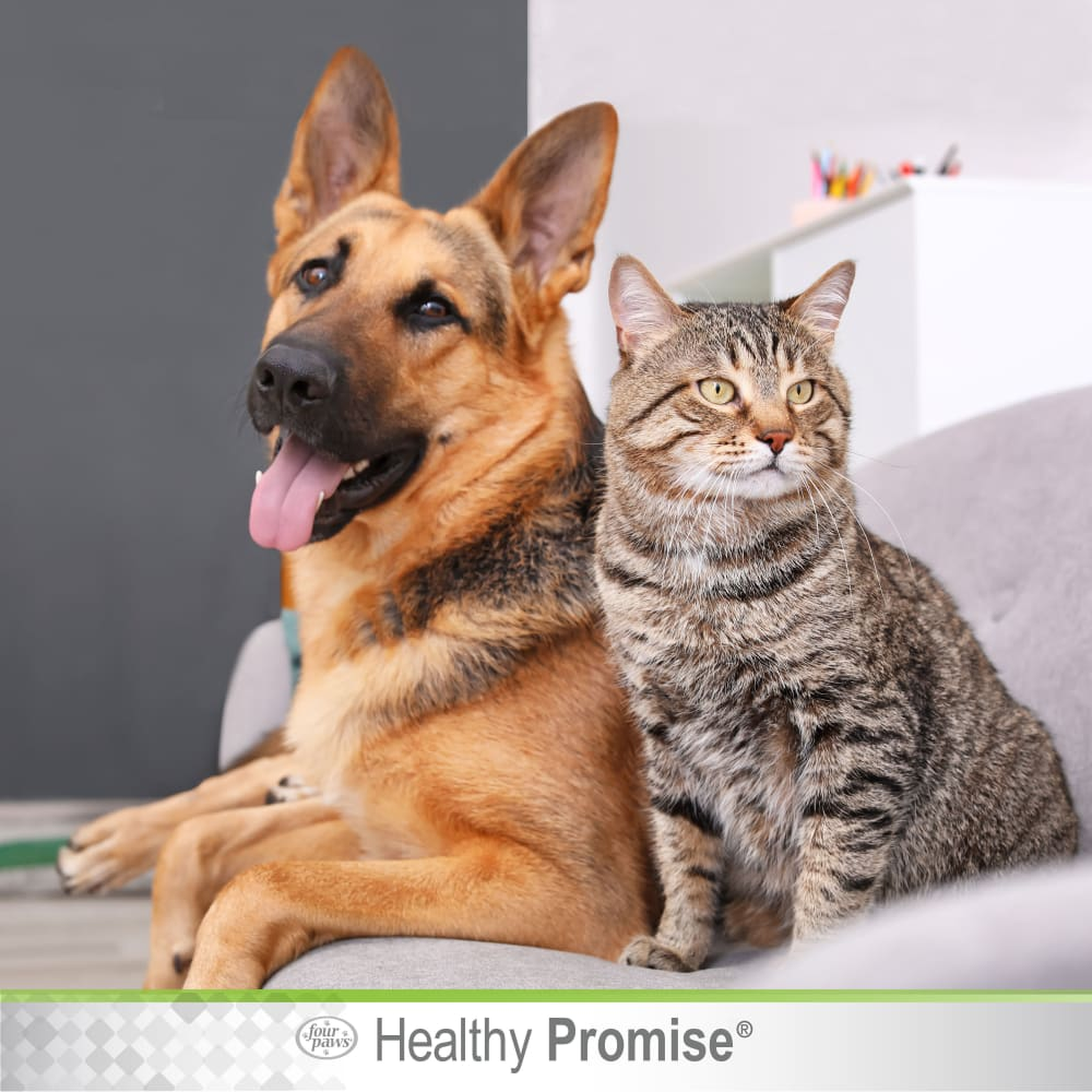 Four Paws Healthy Promise Quick-Action Blood Stopper Styptic Powder in use