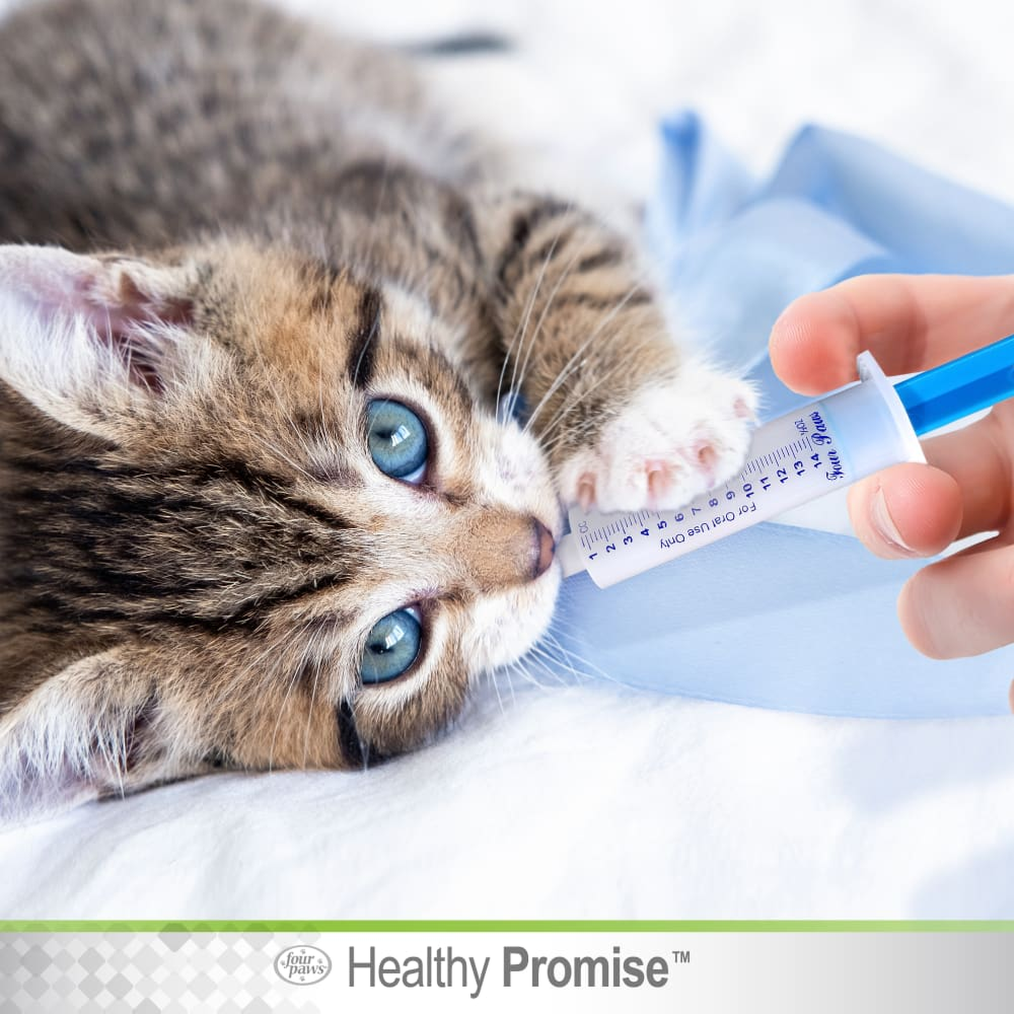 Four Paws Healthy Promise Easy Feeder Pet Feeding Syringe in use