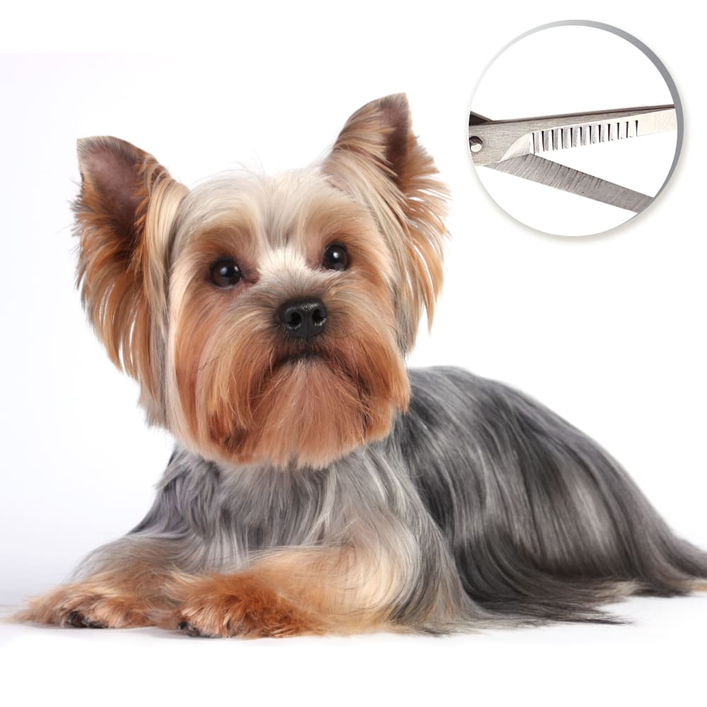 Yorkshire Terrier with a long silky coat next to a close-up of the serrated comb blade