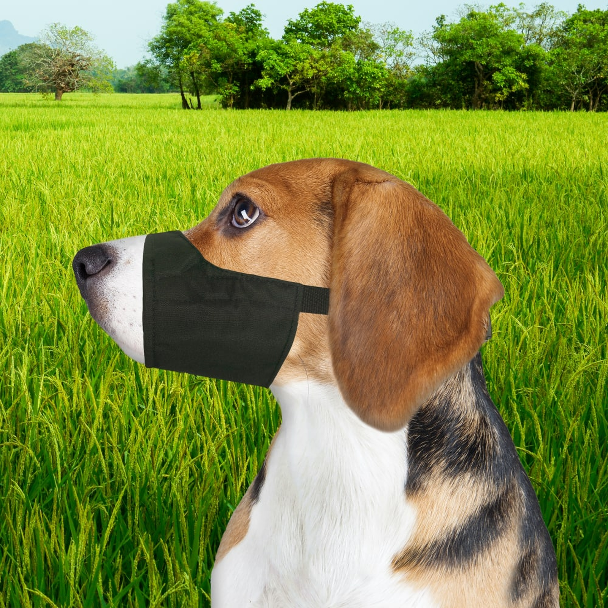 Four Paws Walk-About Quick-Fit Dog Muzzle dog wearing the muzzle outdoors