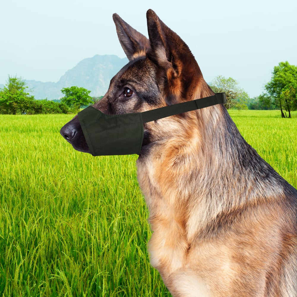 Four Paws Walk-About Quick-Fit Dog Muzzle dog wearing the muzzle outdoors