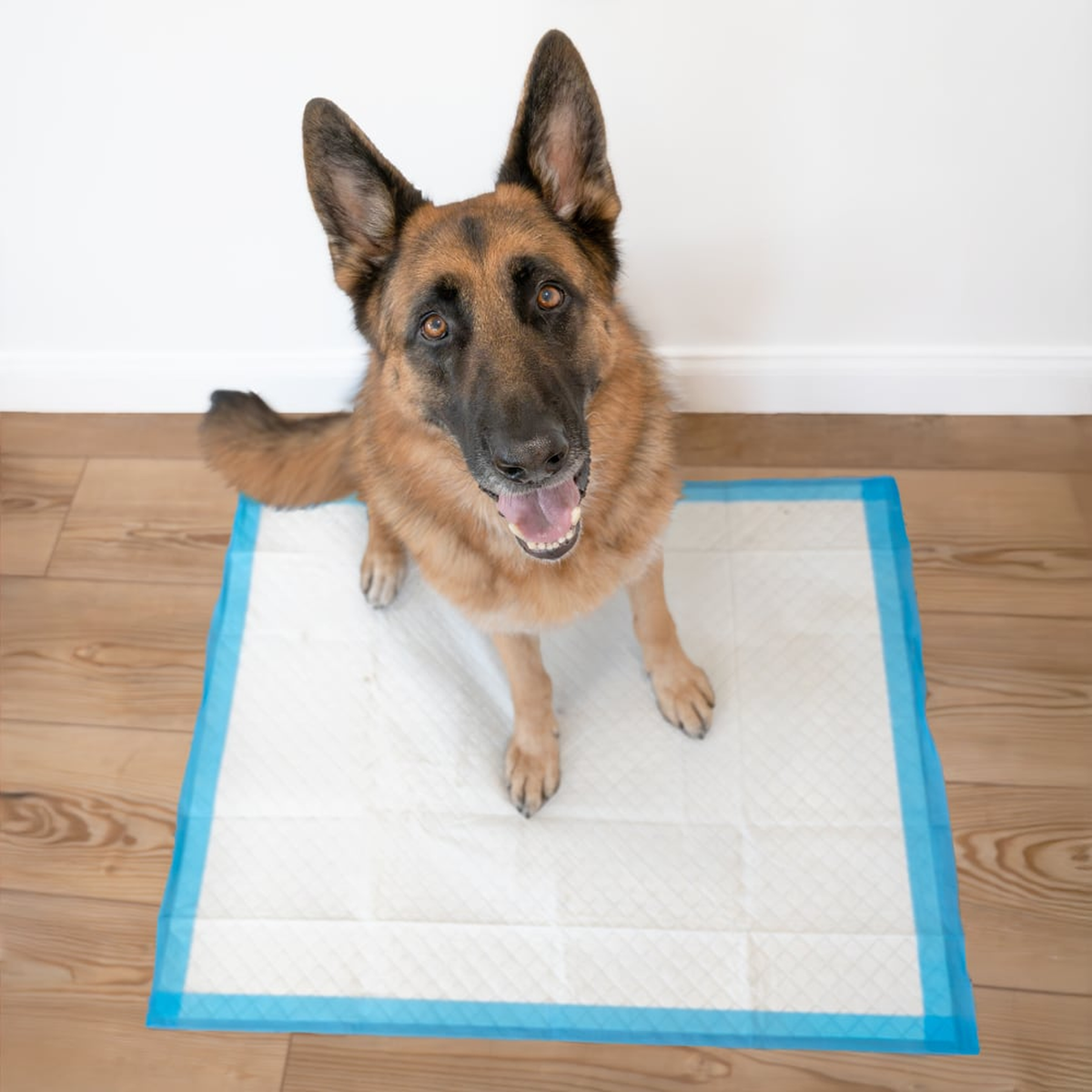 Dog resting beside an X-Large Wee-Wee pad