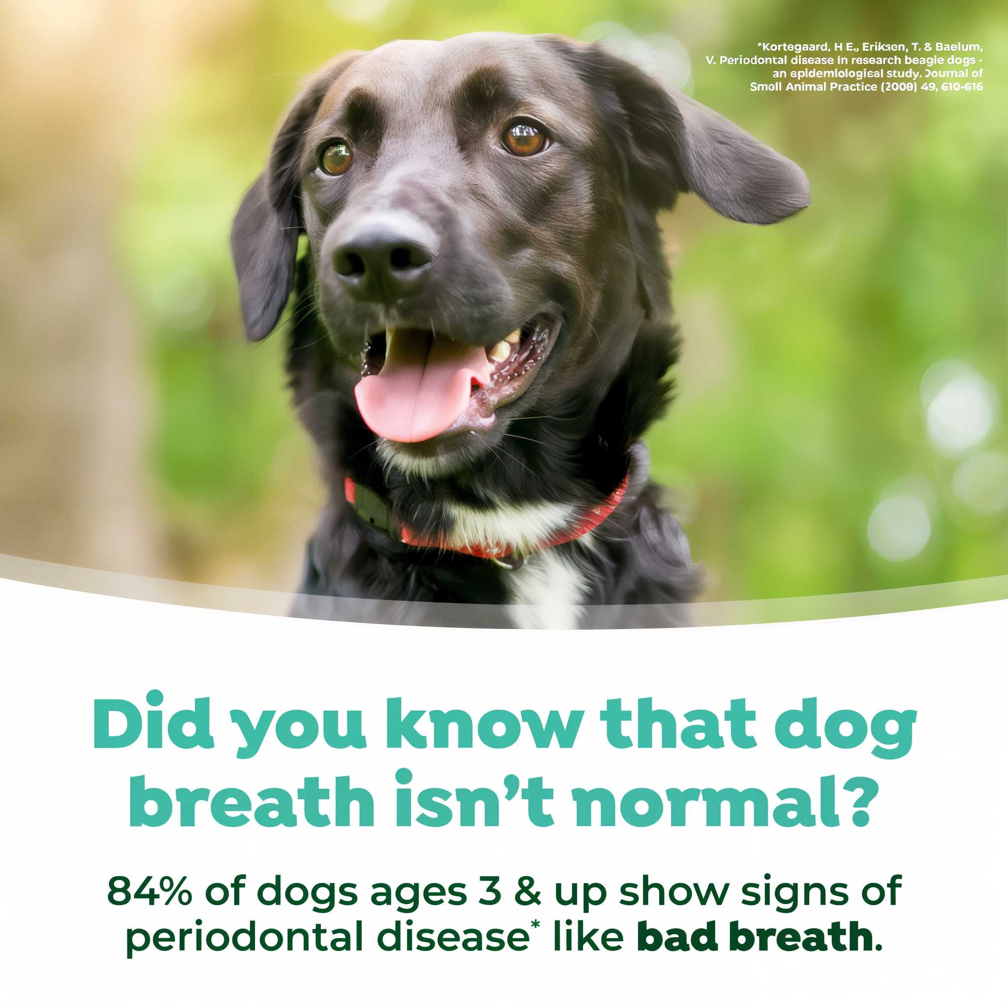 Dog with TropiClean Fresh Breath Dental Water Additive Plus Gut Health for Dogs text about dog breath and periodontal disease.