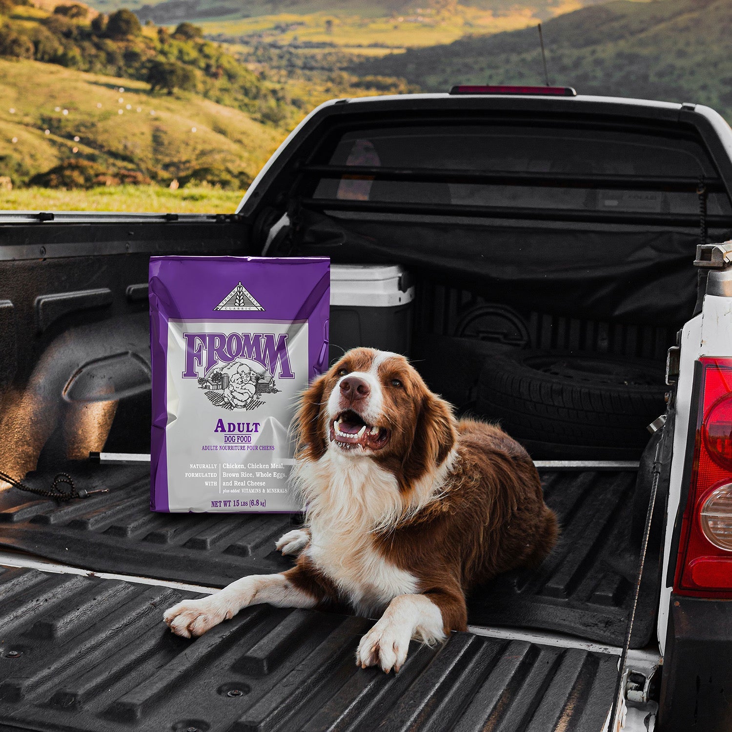 An Australian Shepherd lying in a pickup truck bed beside a bag of Fromm Classic Adult